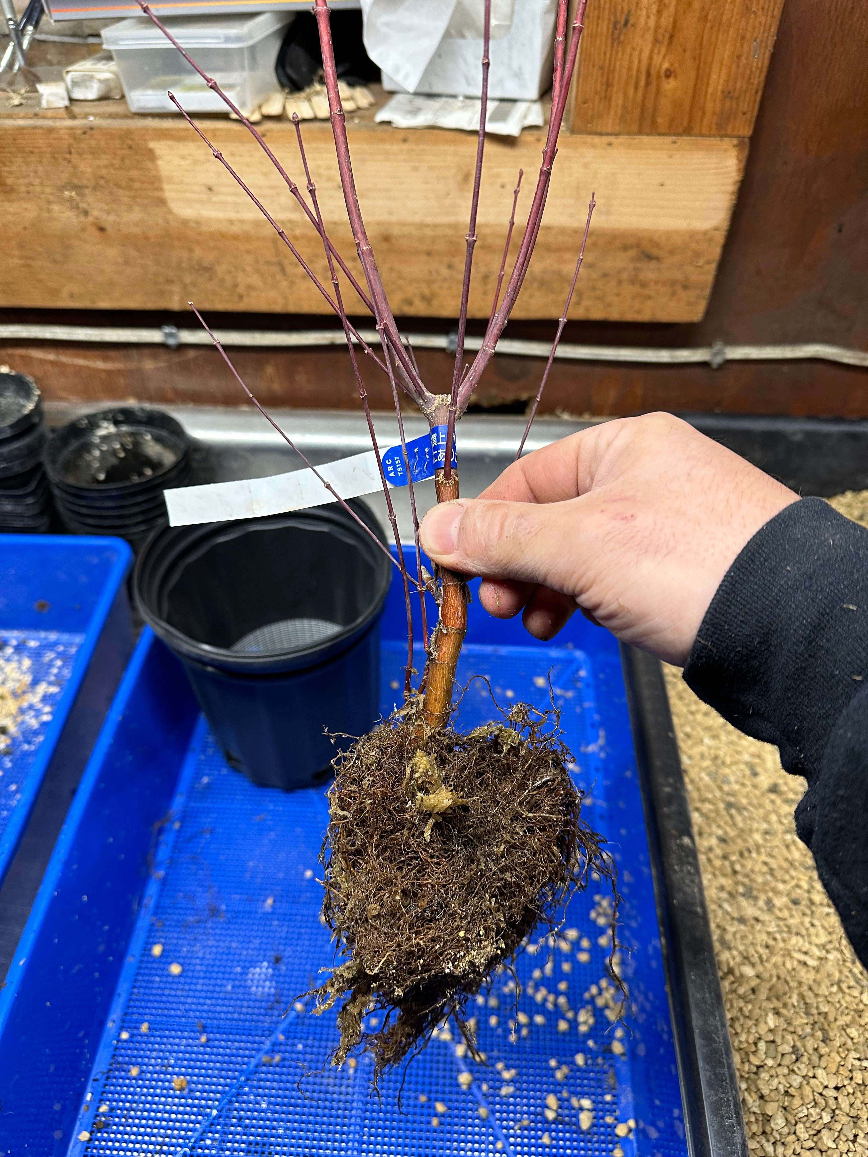 Acer palmatum 'Deshojo'