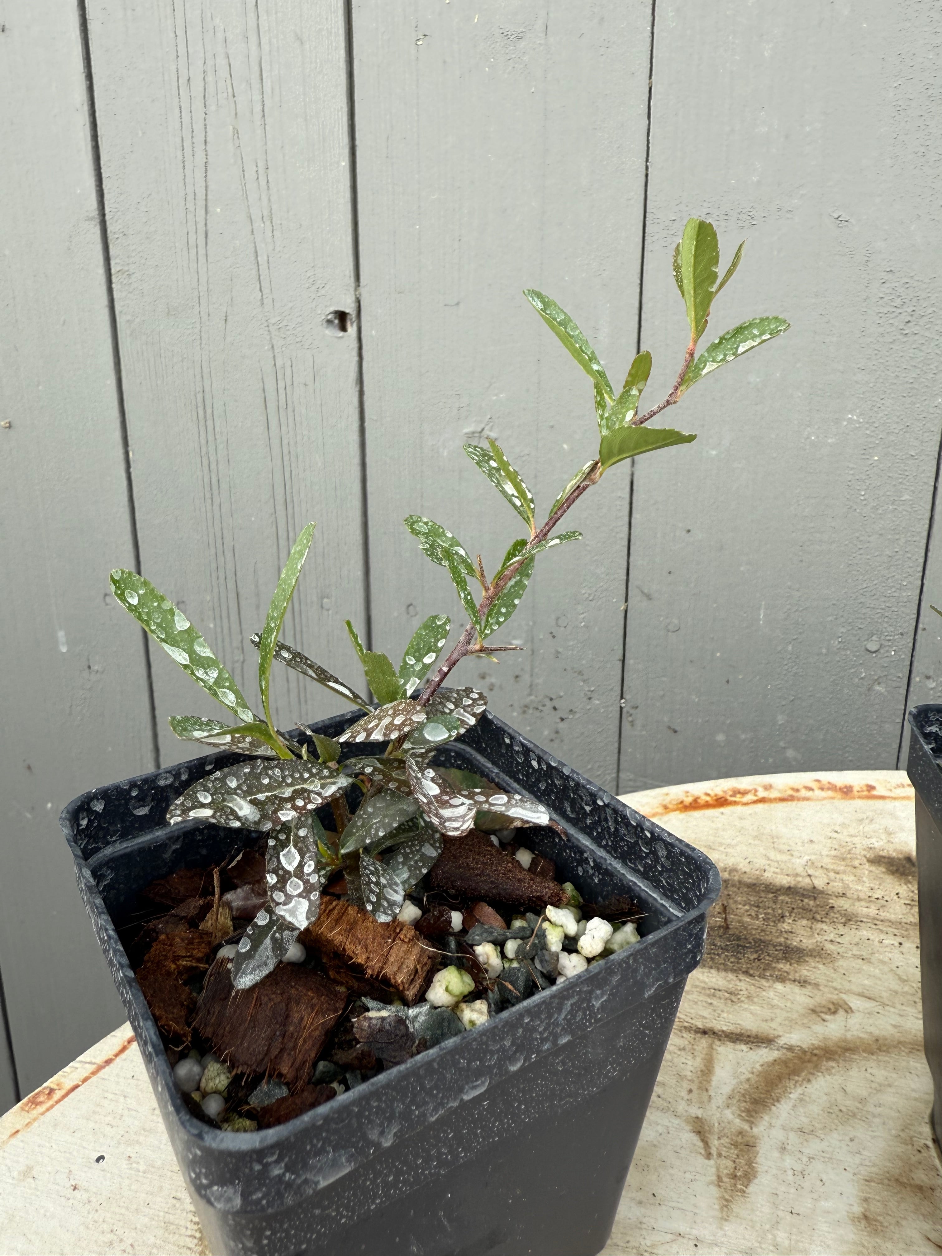 Pyracantha angustifolia