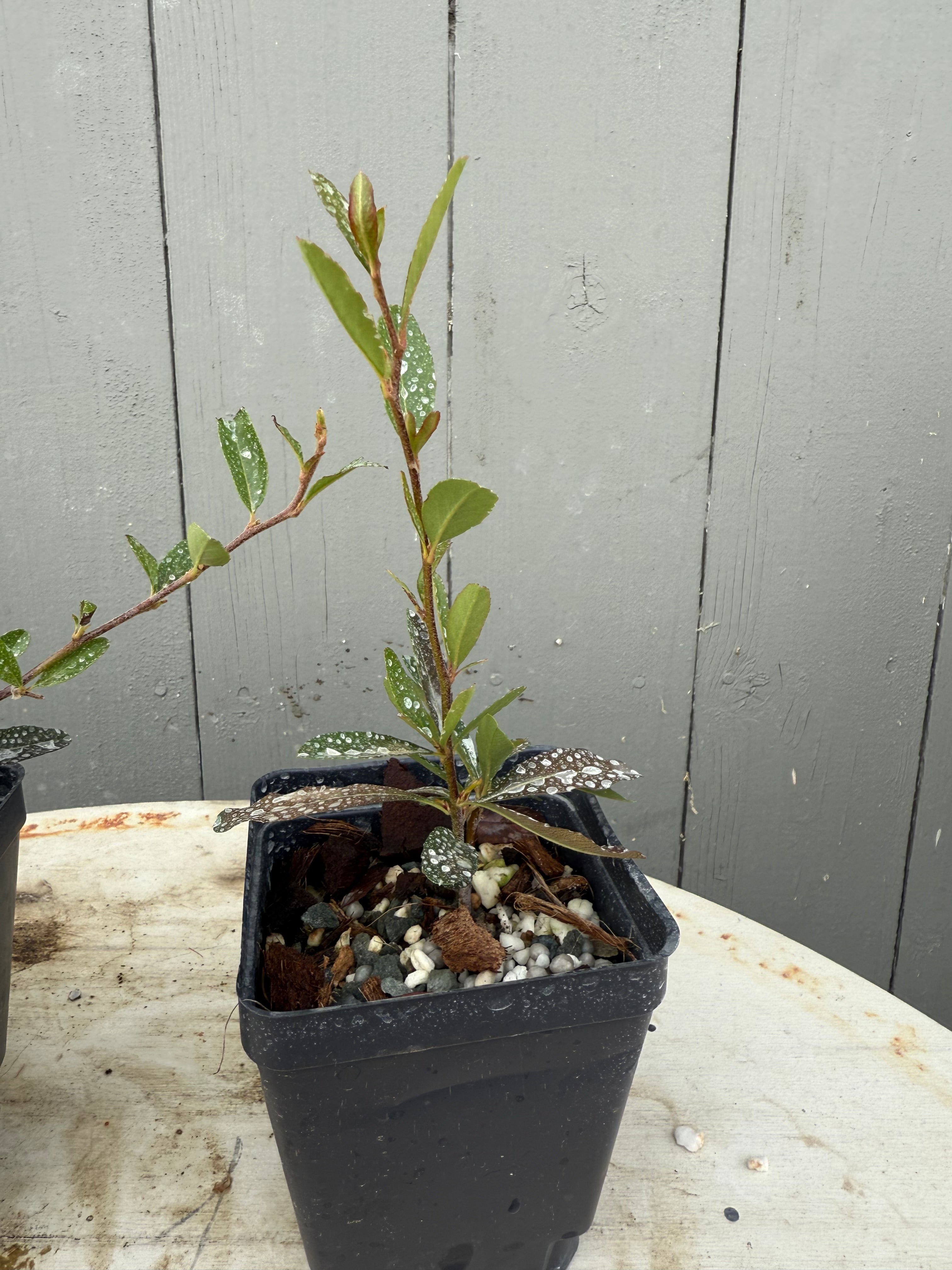 Pyracantha angustifolia