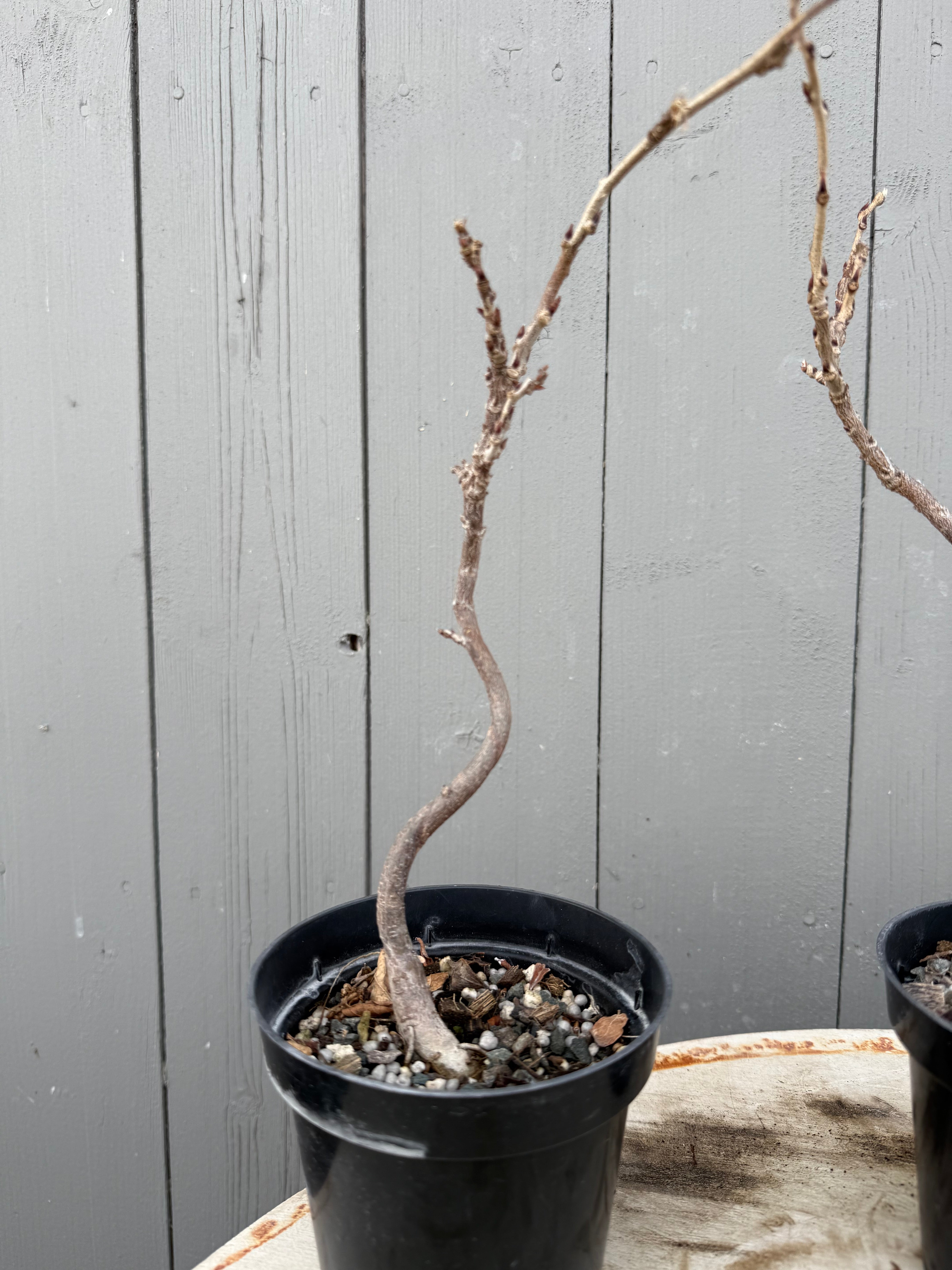 Wisteria floribunda