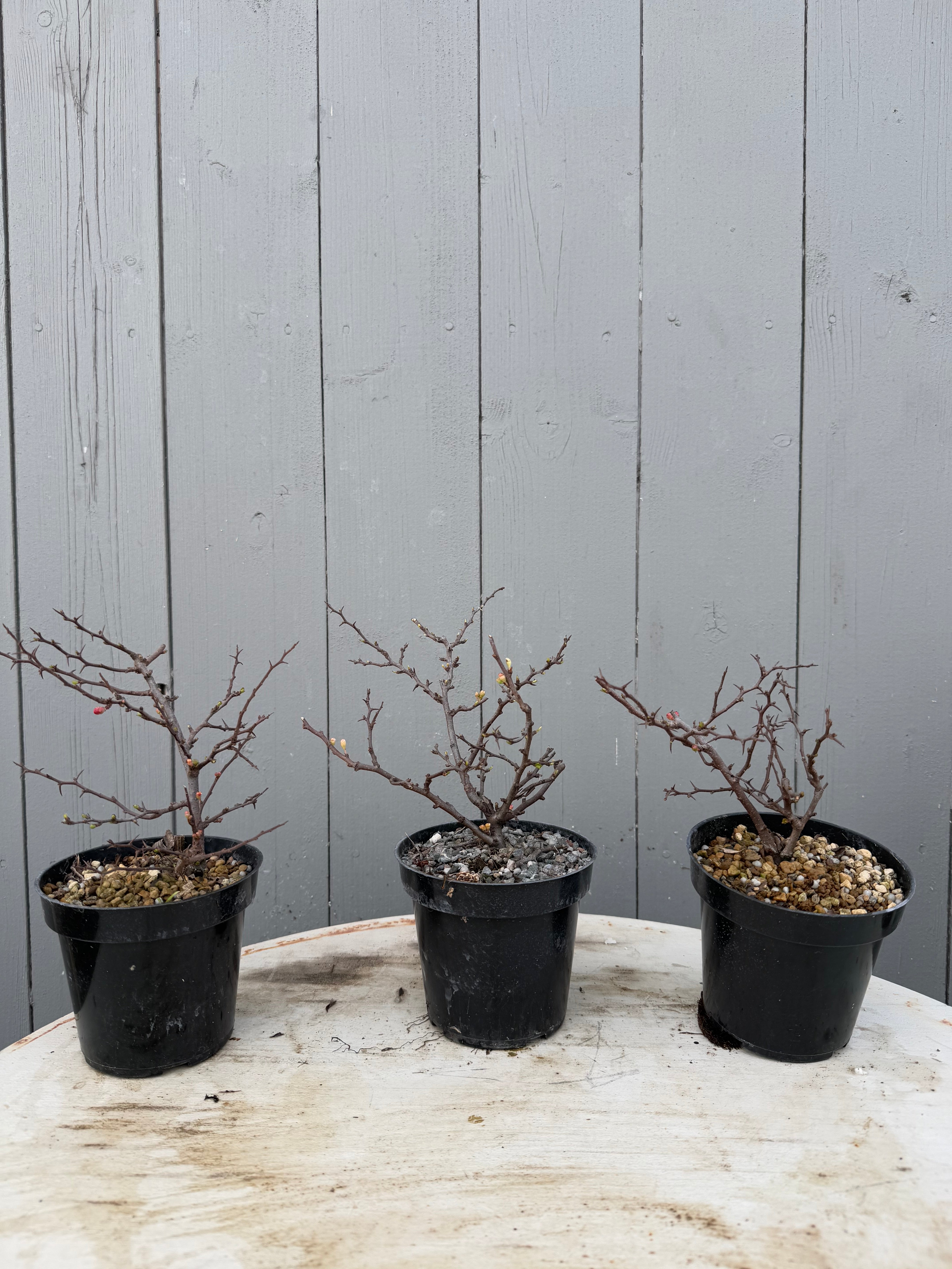 Chaenomeles japonica Chojubai