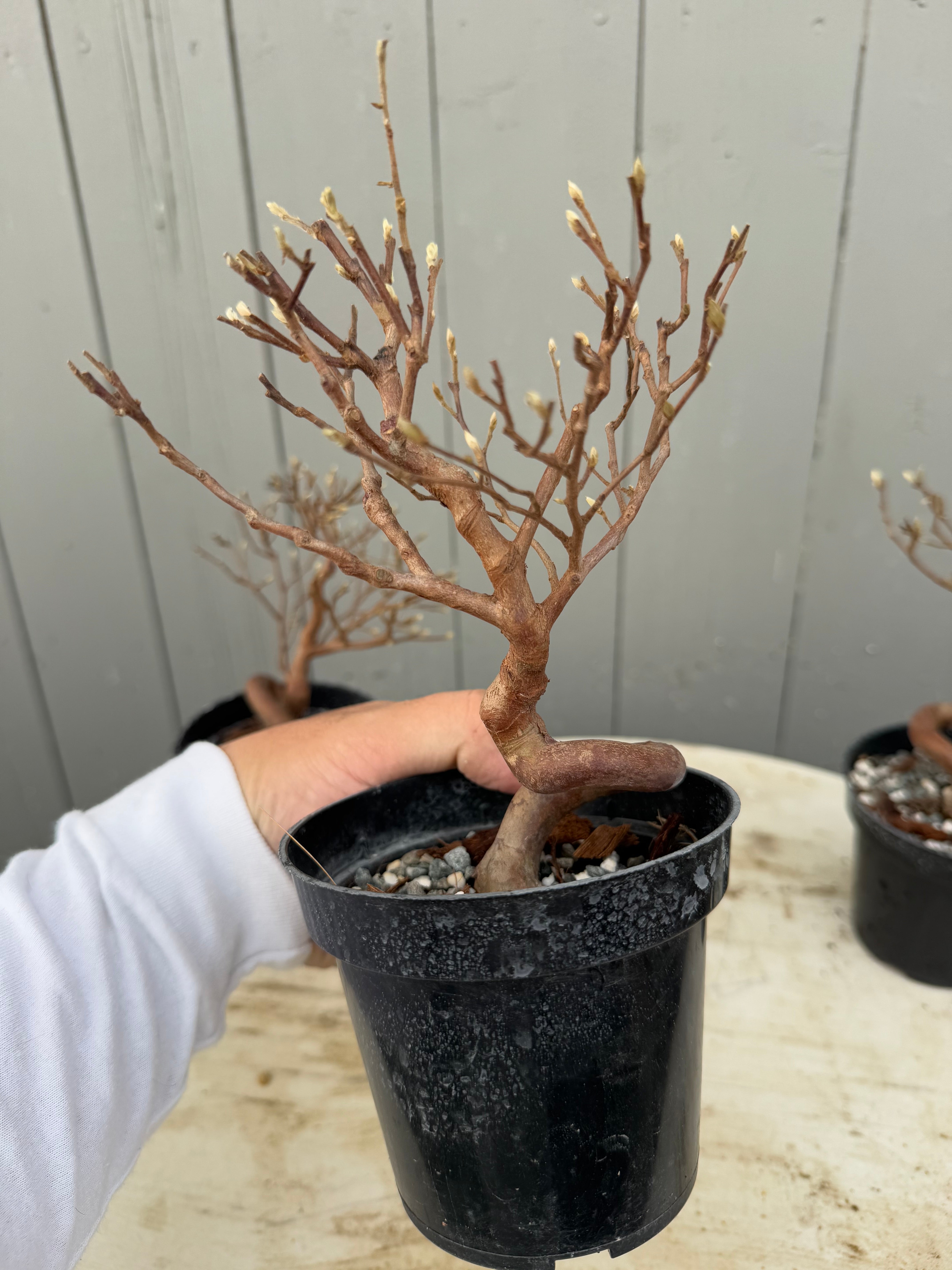 Stewartia monadelpha