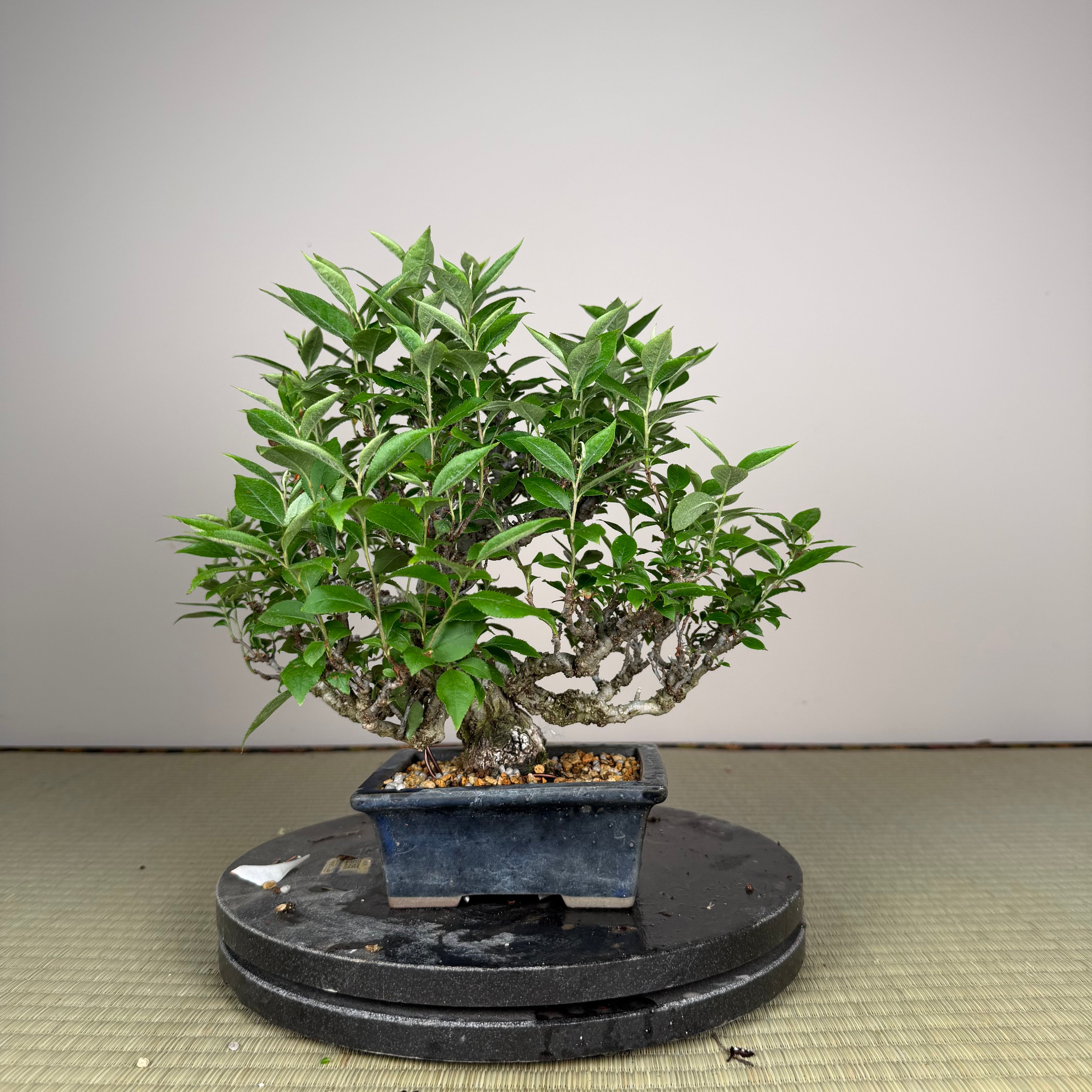 Ligustrum Arakawa *Voir note*