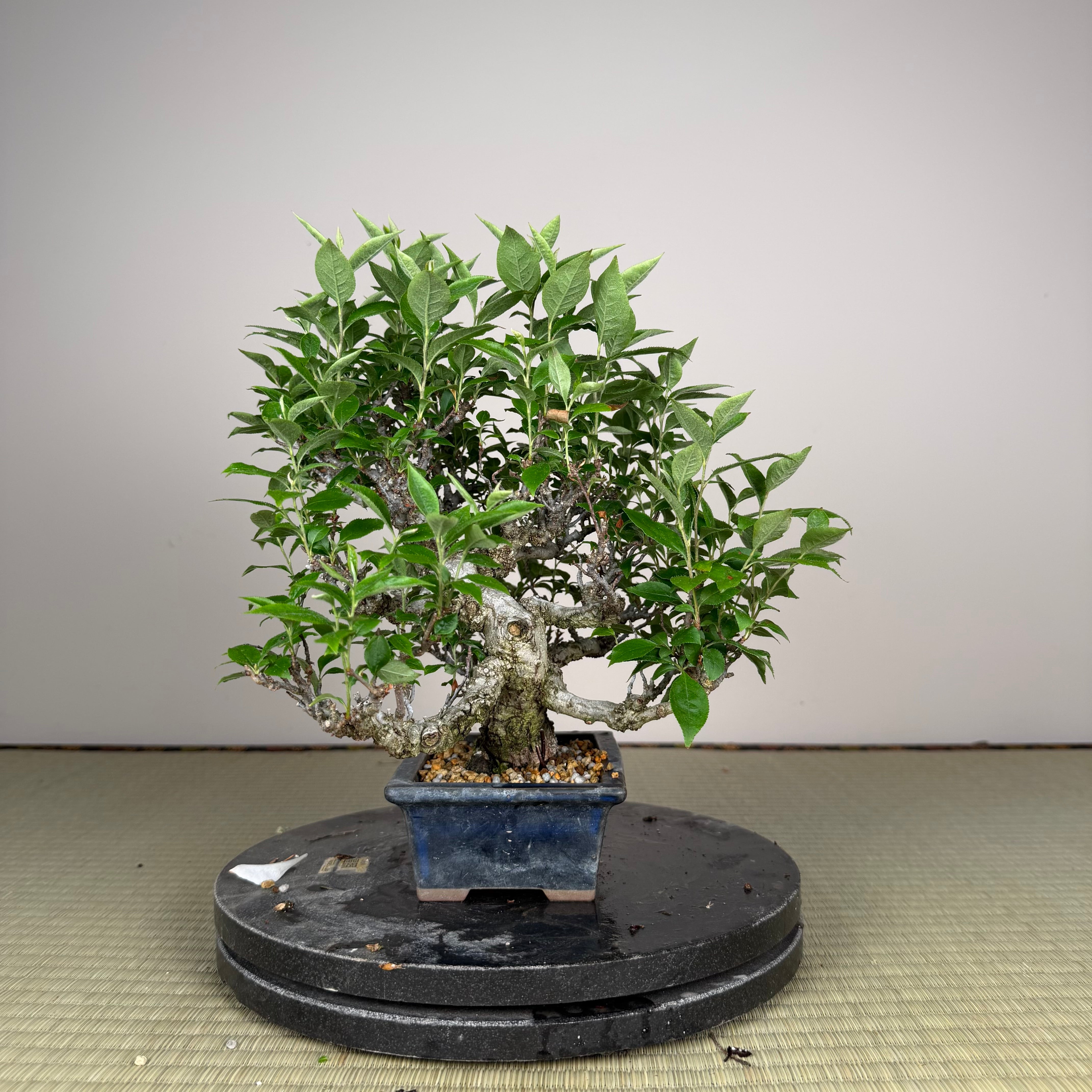 Ligustrum Arakawa *Voir note*