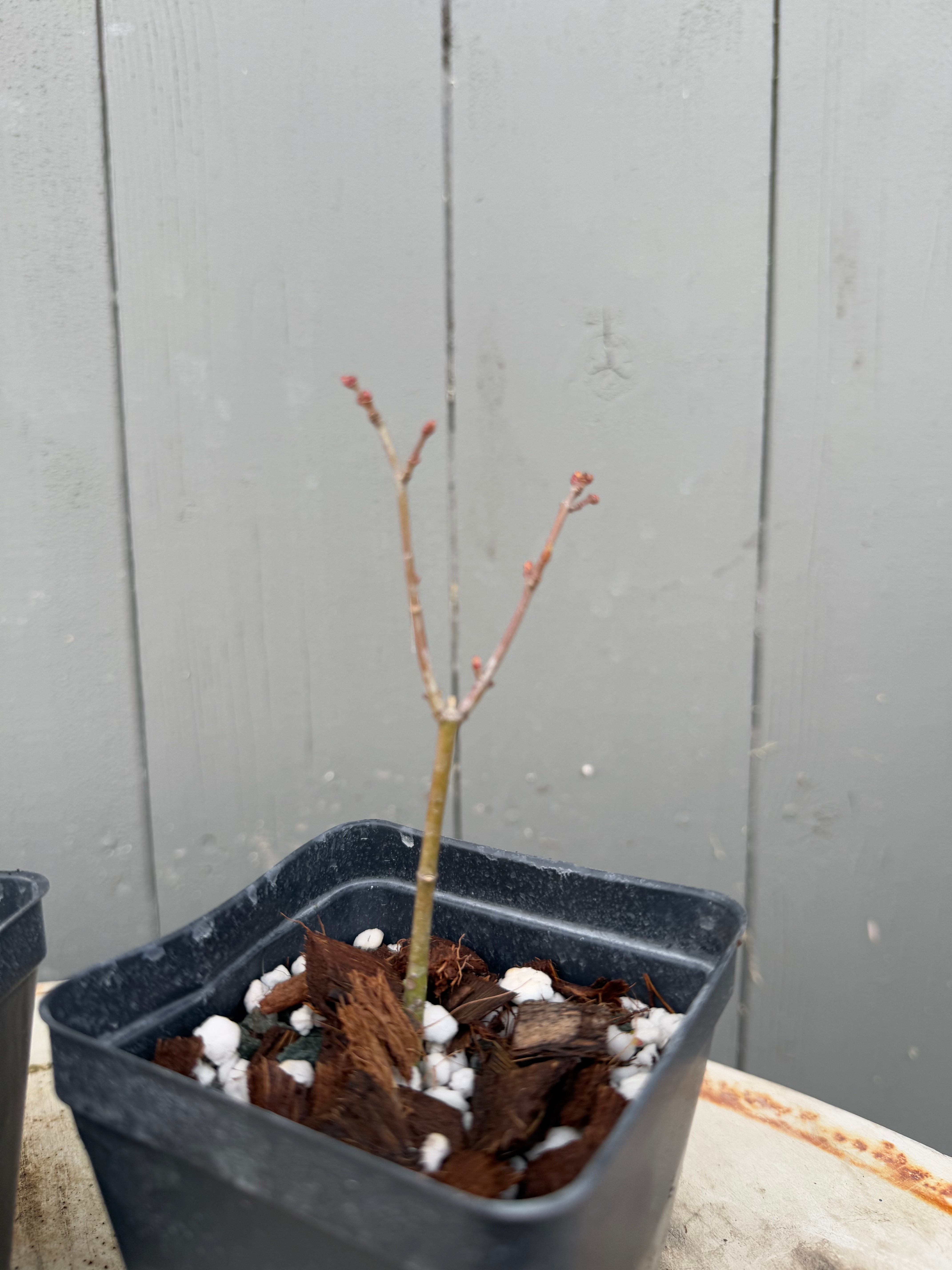 Acer palmatum 'Shishigashira'