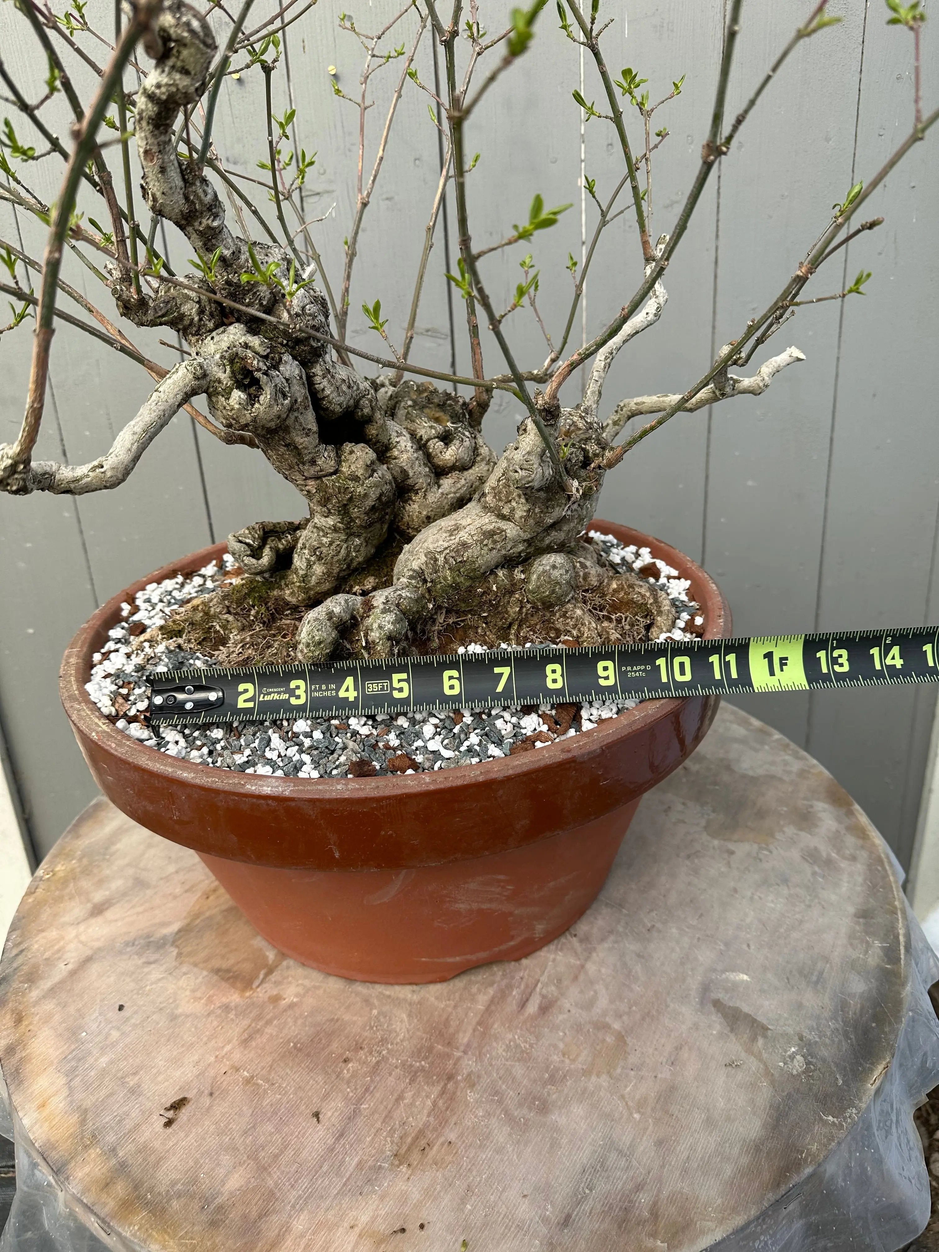 Euonymus #2 Canada Bonsai