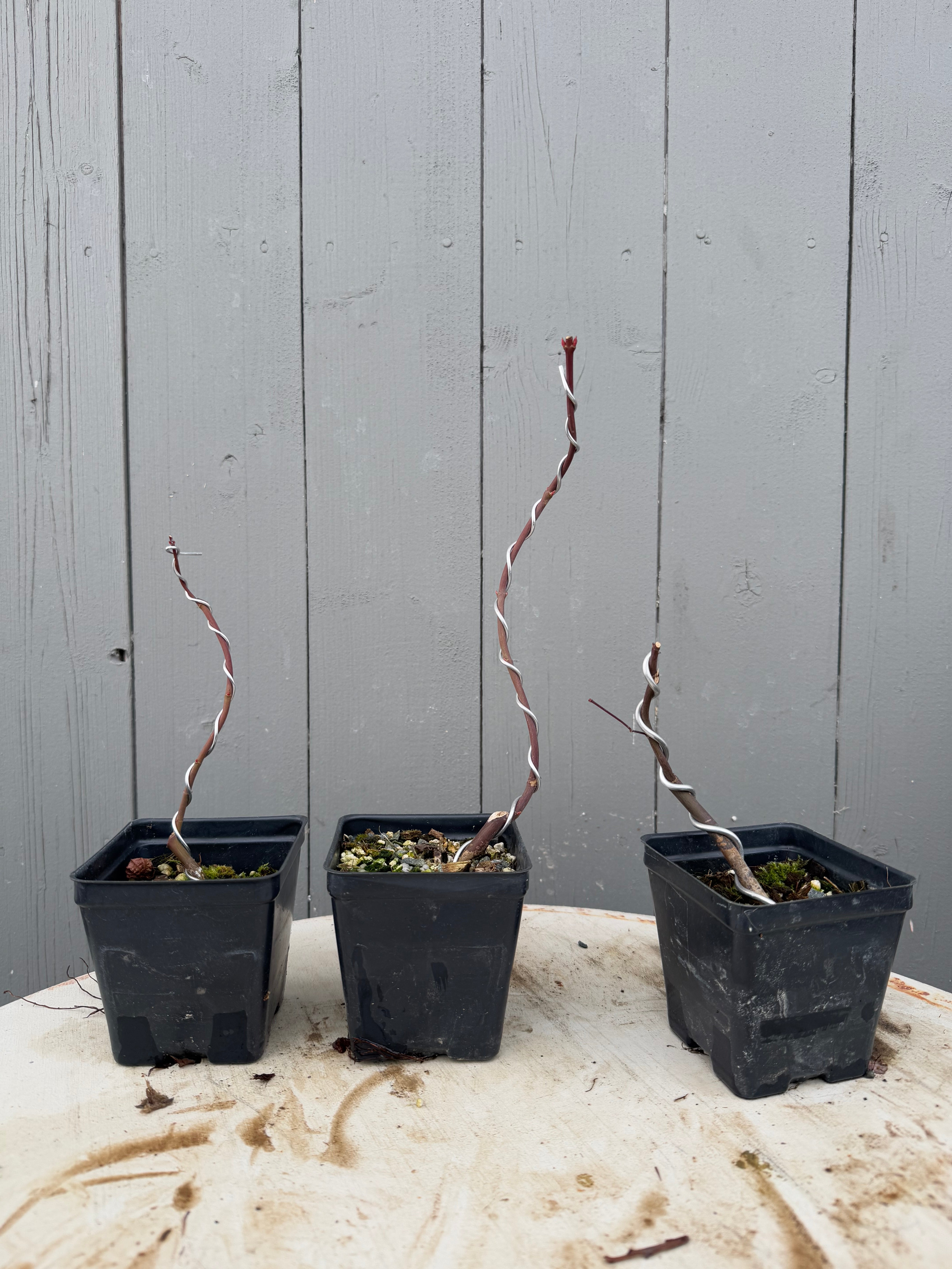 Acer palmatum (False Beni Chidori) (wired)