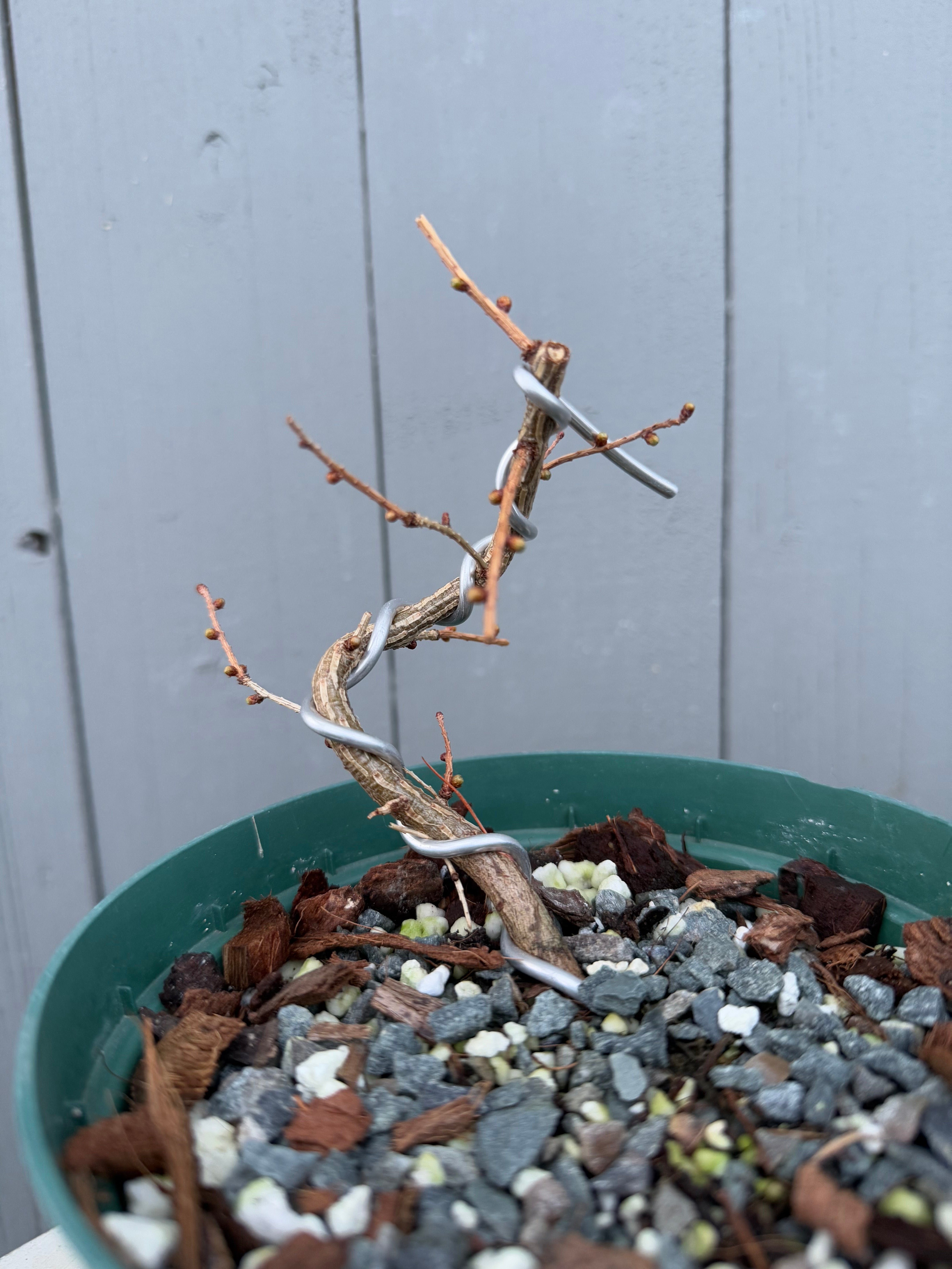 Larix leptolepsis