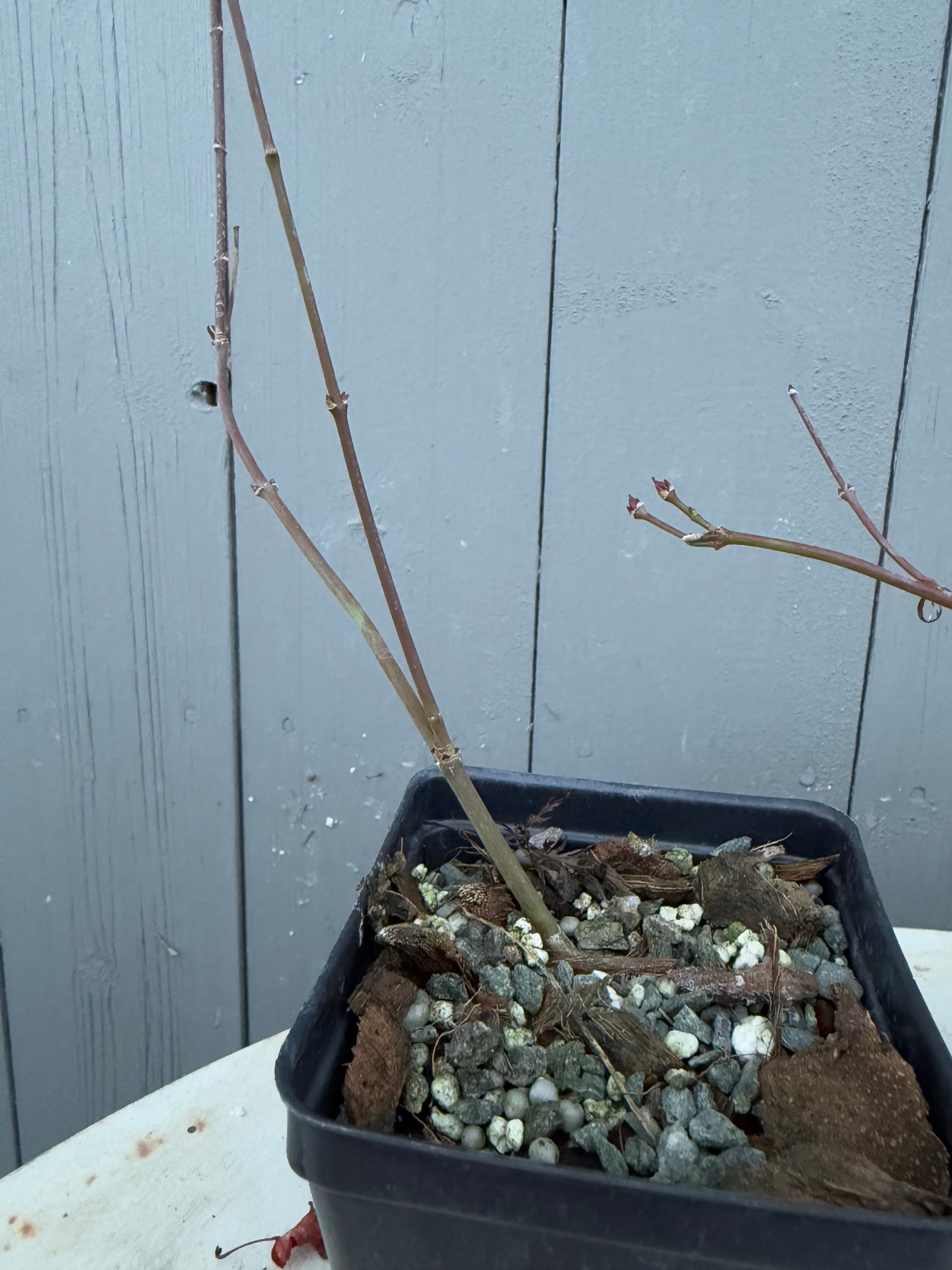 Acer palmatum 'Emerald Lace'