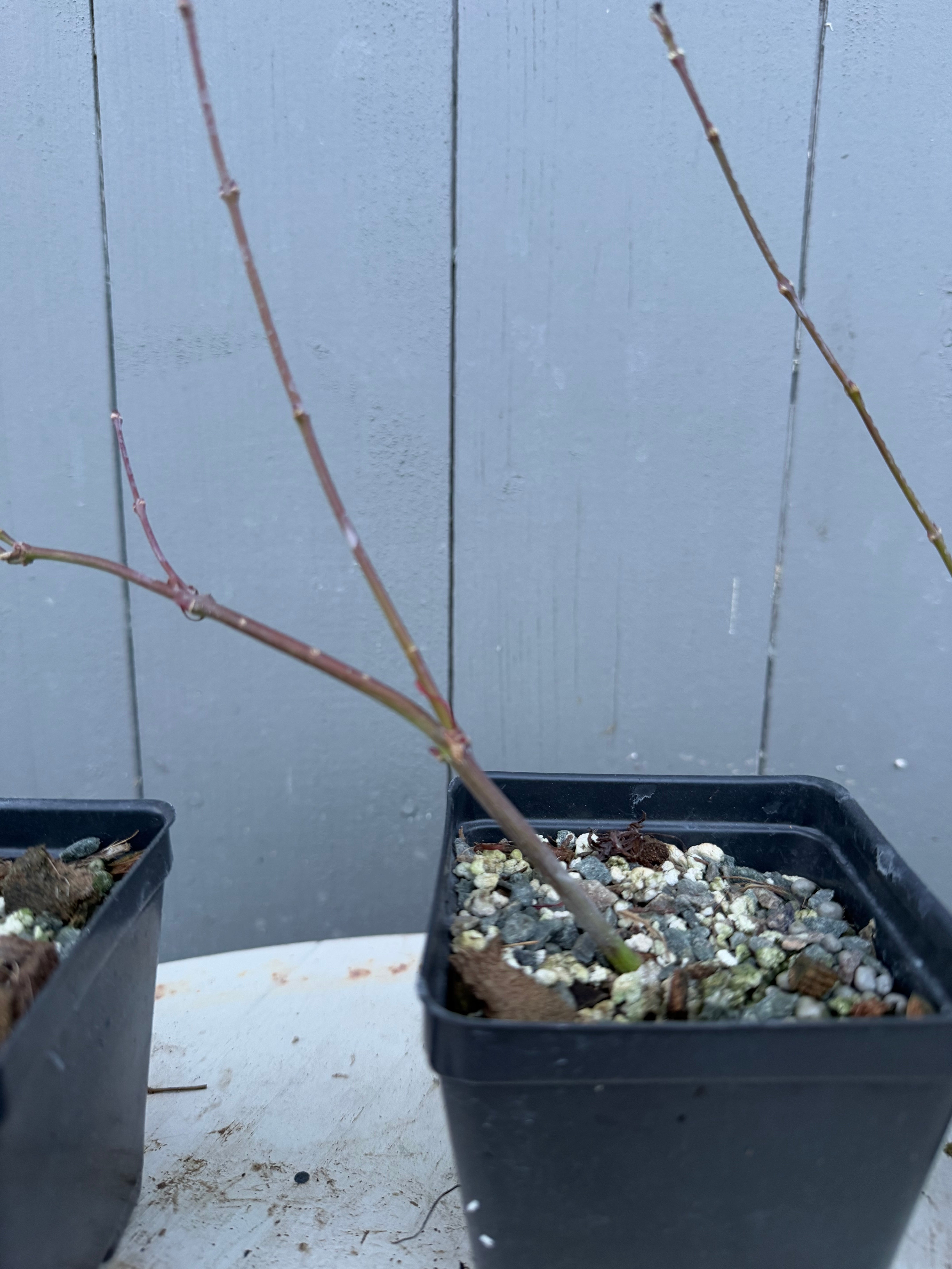 Acer palmatum 'Emerald Lace'