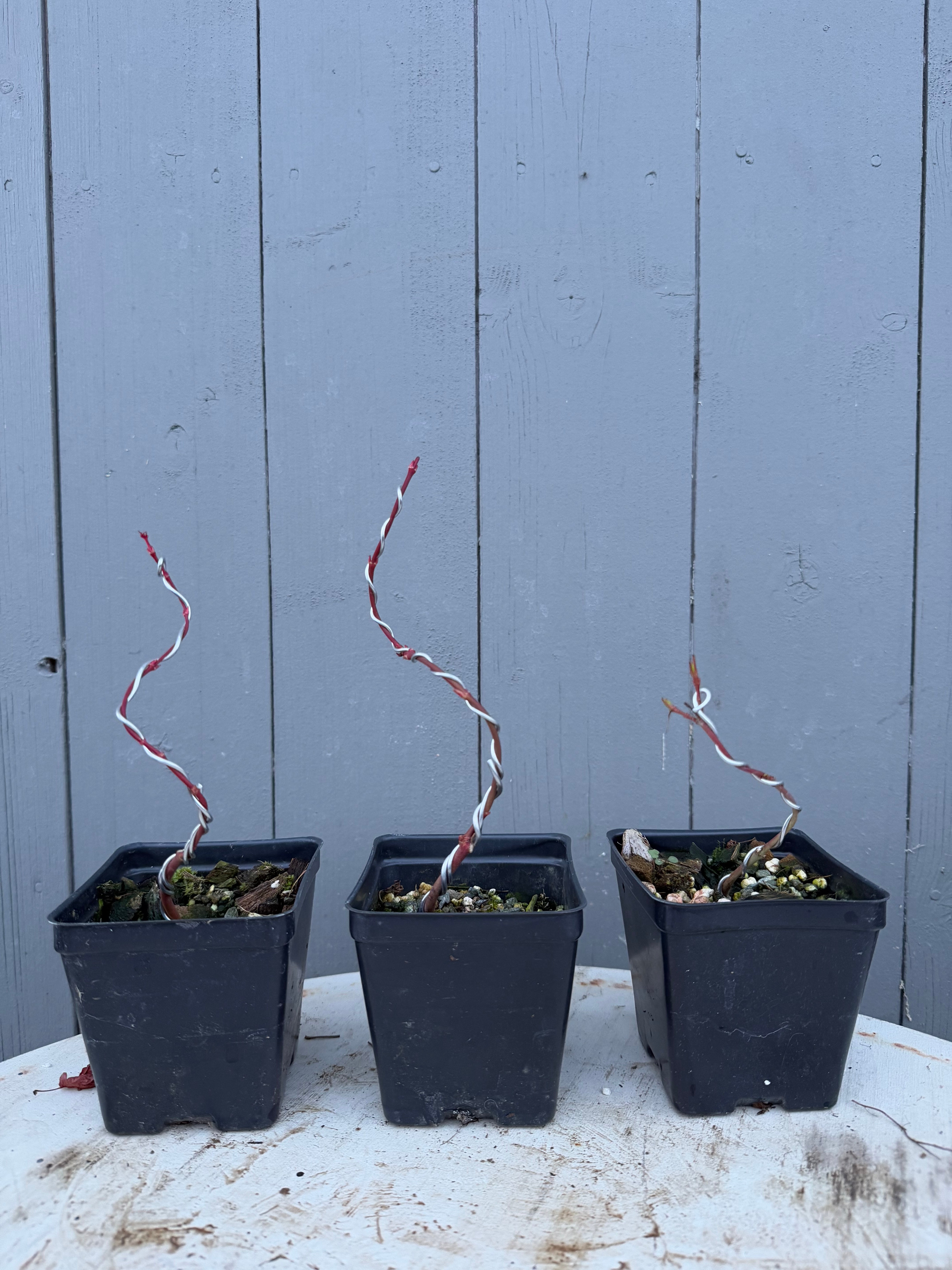 Acer palmatum 'Sango Kaku'