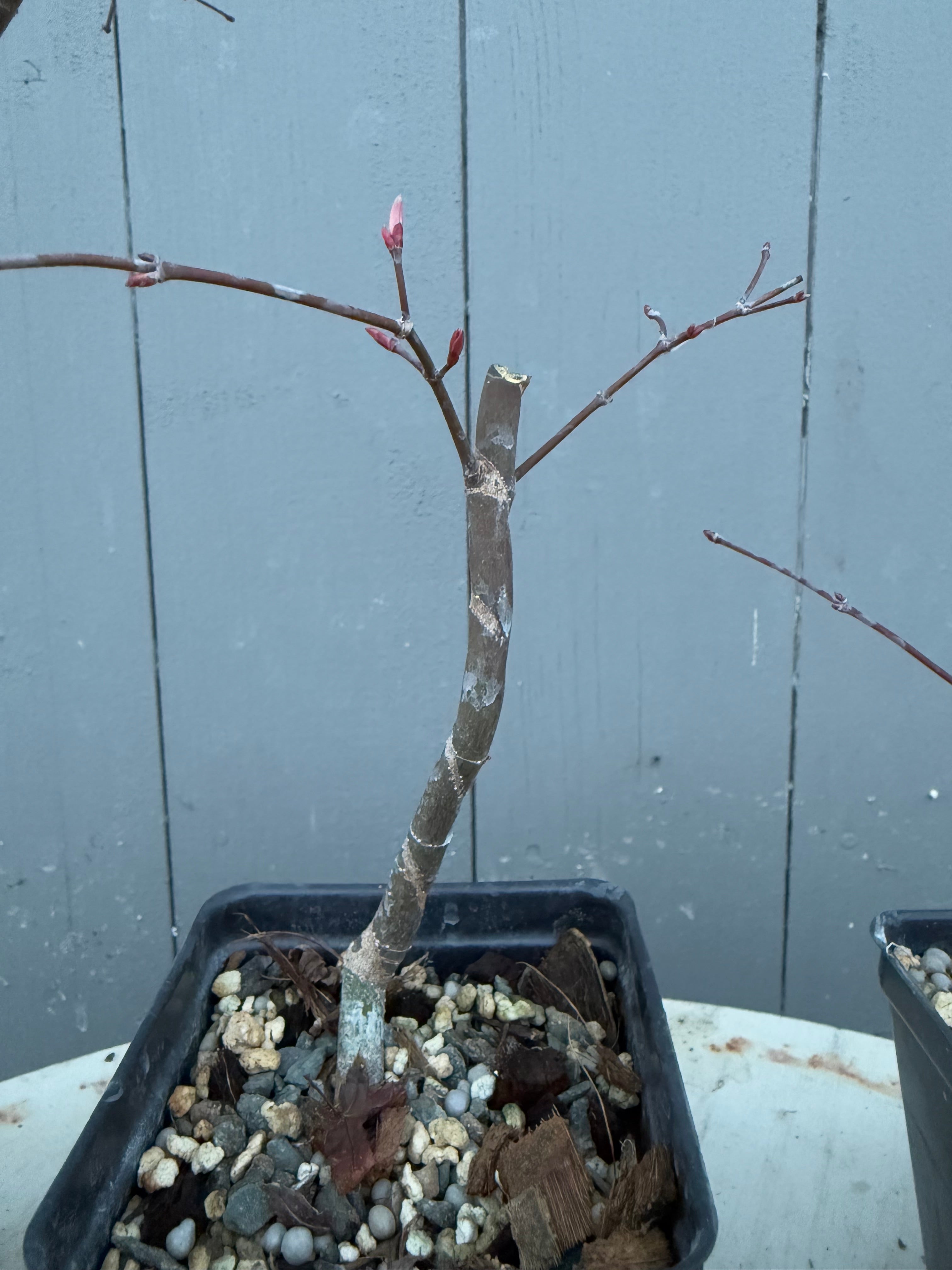 Acer palmatum 'Deshojo' (Wired)