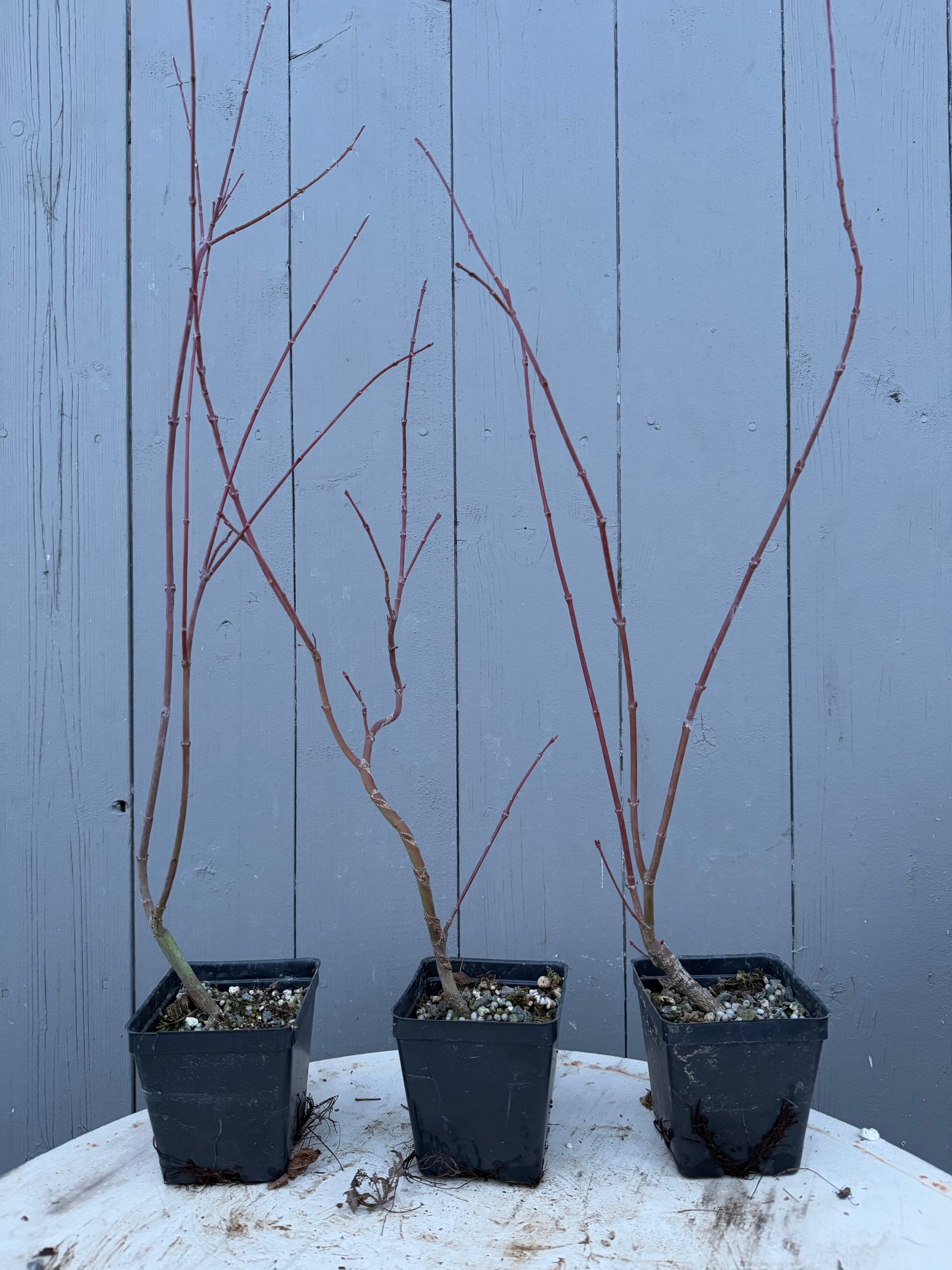 Acer palmatum 'Yves' Arakawa'