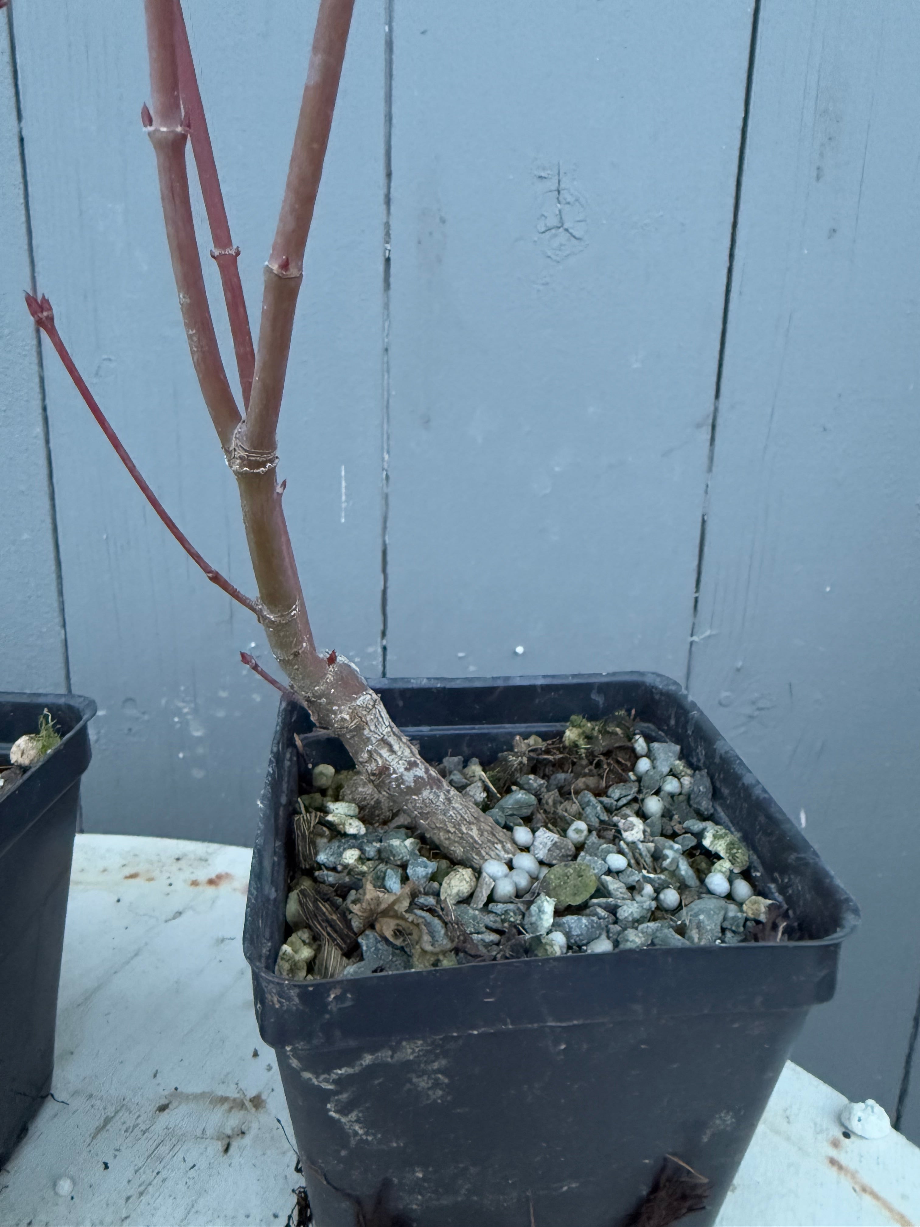 Acer palmatum 'Yves' Arakawa'