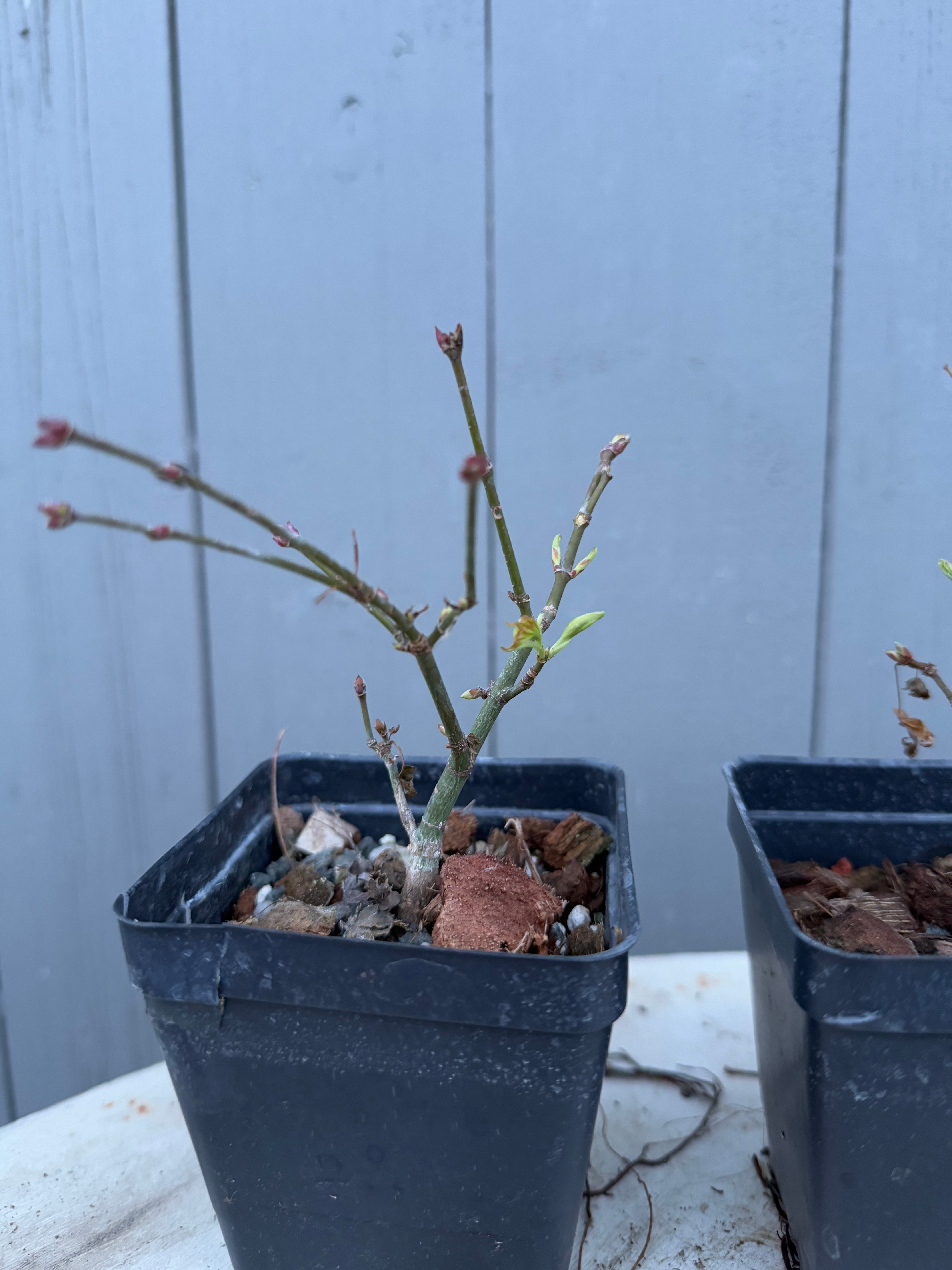 Acer palmatum 'Kashima'