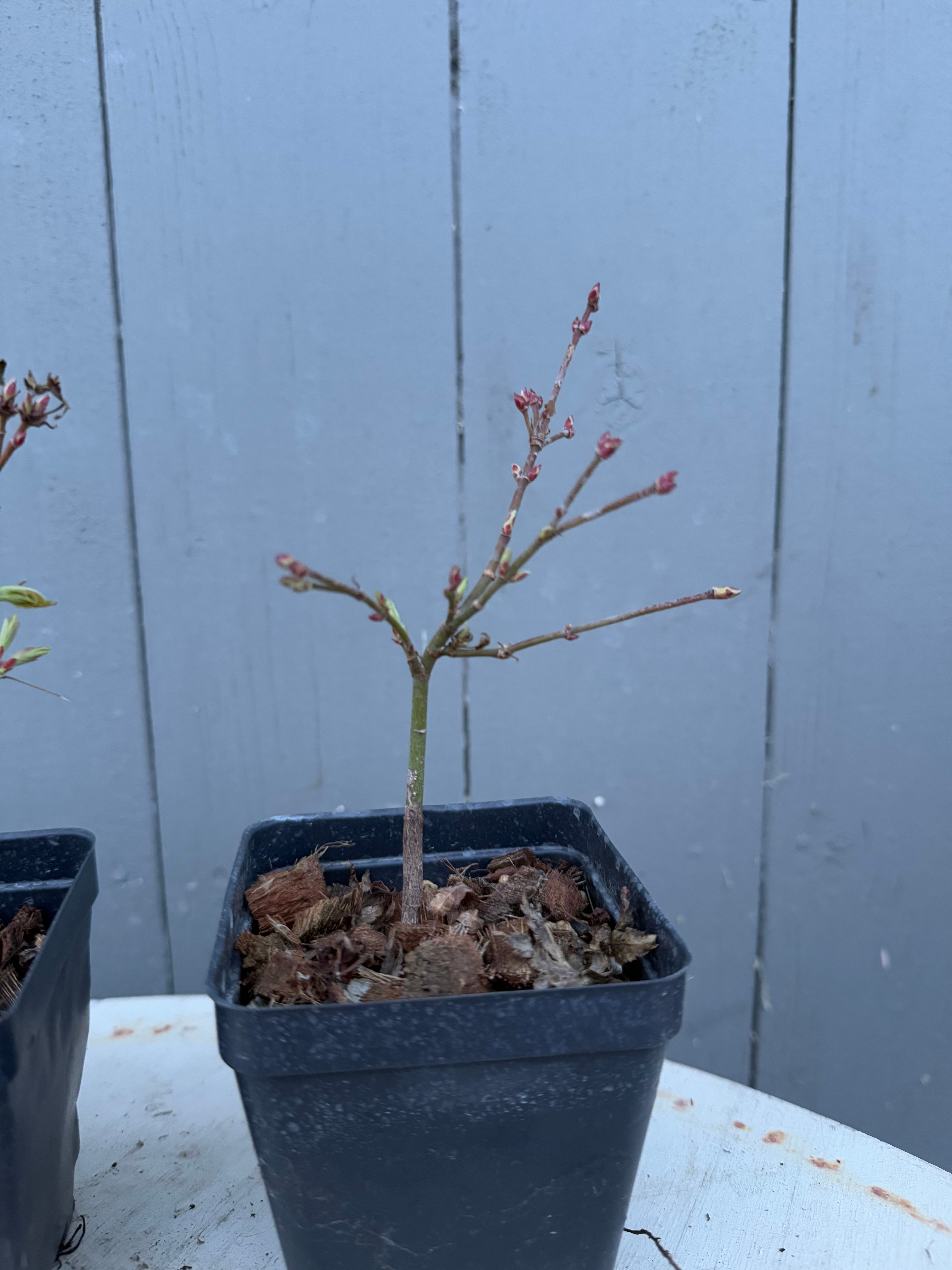 Acer palmatum 'Kashima'