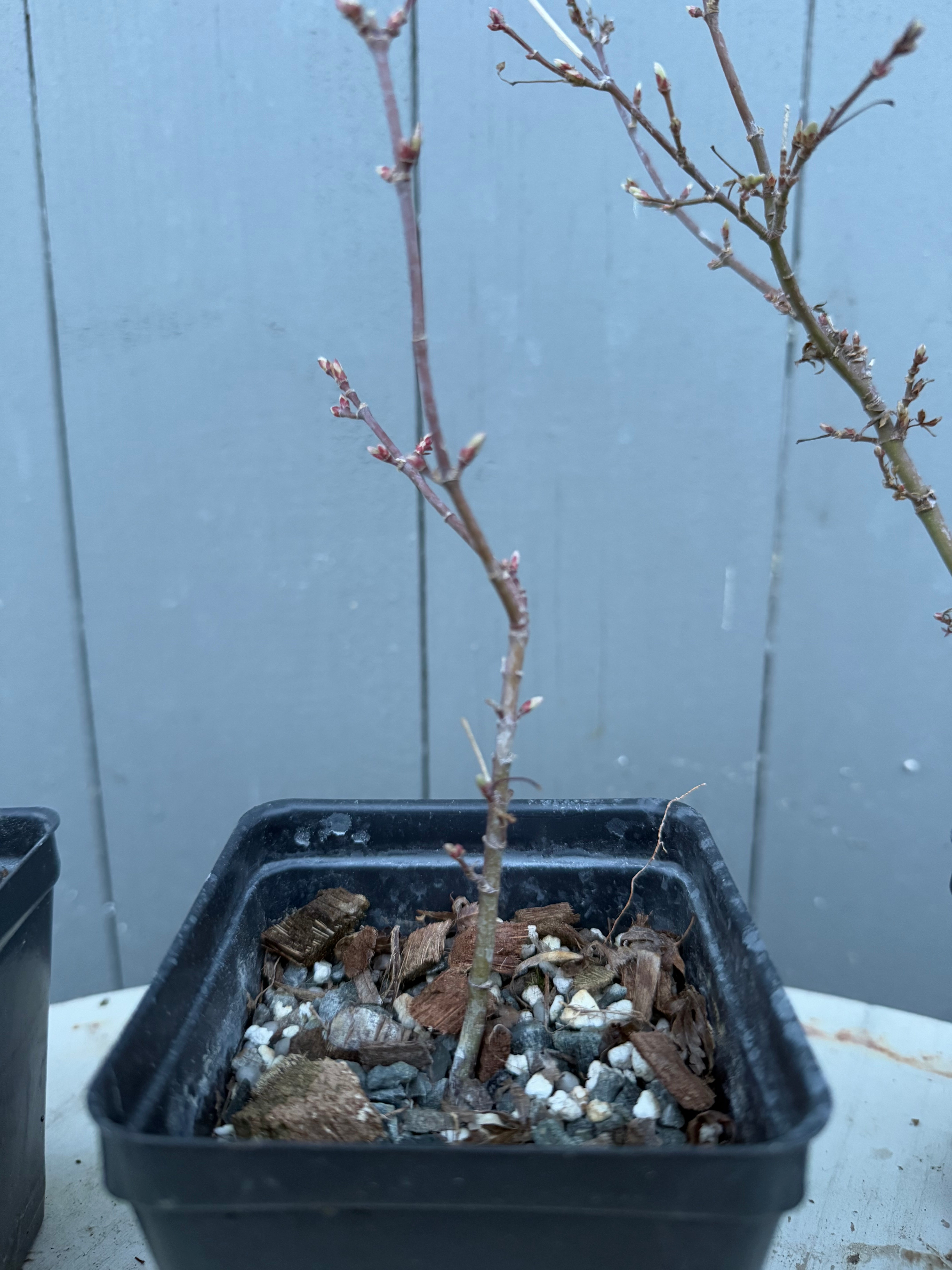 Acer palmatum 'Yves' Petites Feuilles'