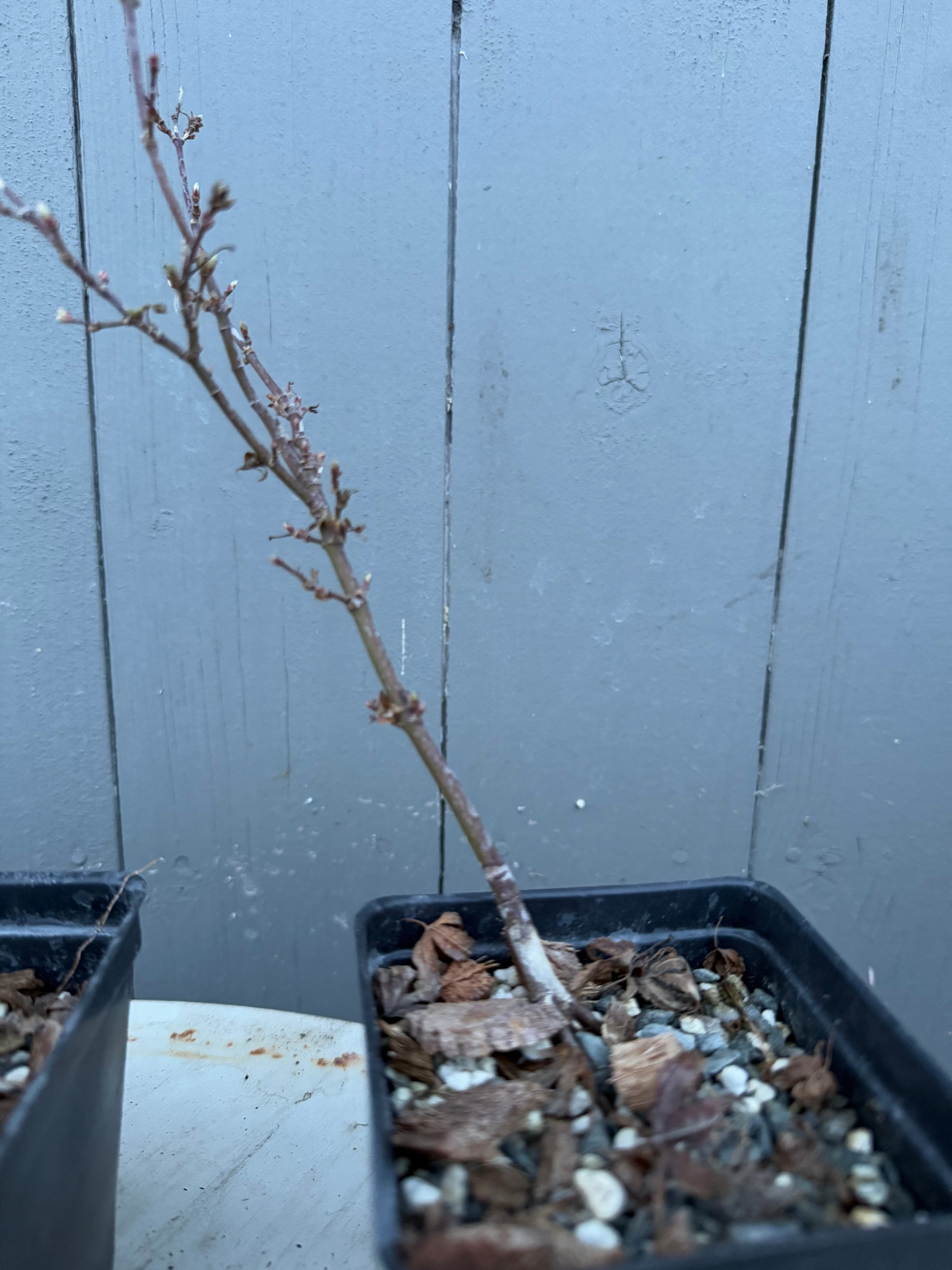 Acer palmatum 'Yves' Petites Feuilles'