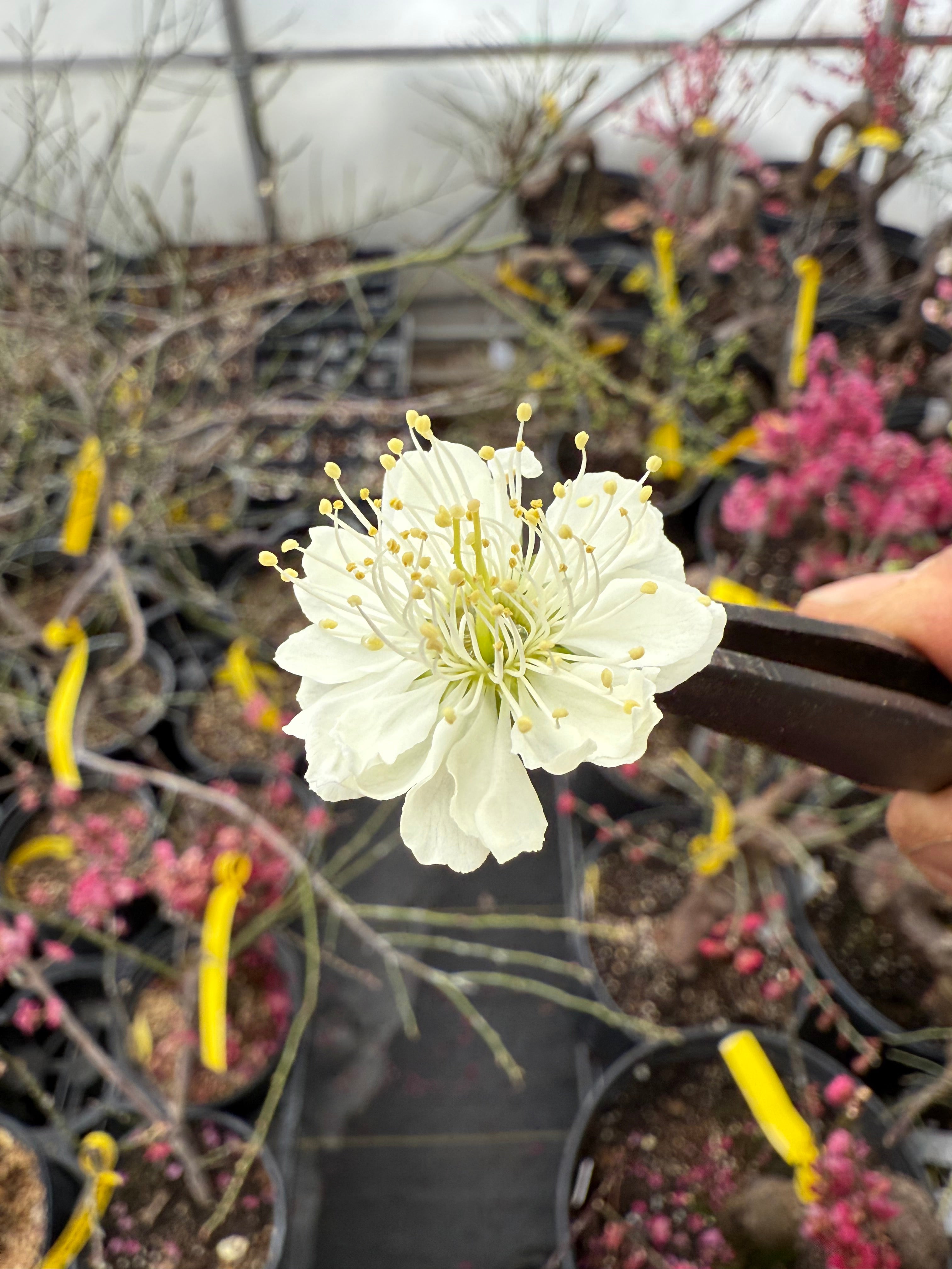 Prunus mume 'Nánjīng fùhuángxiāng'