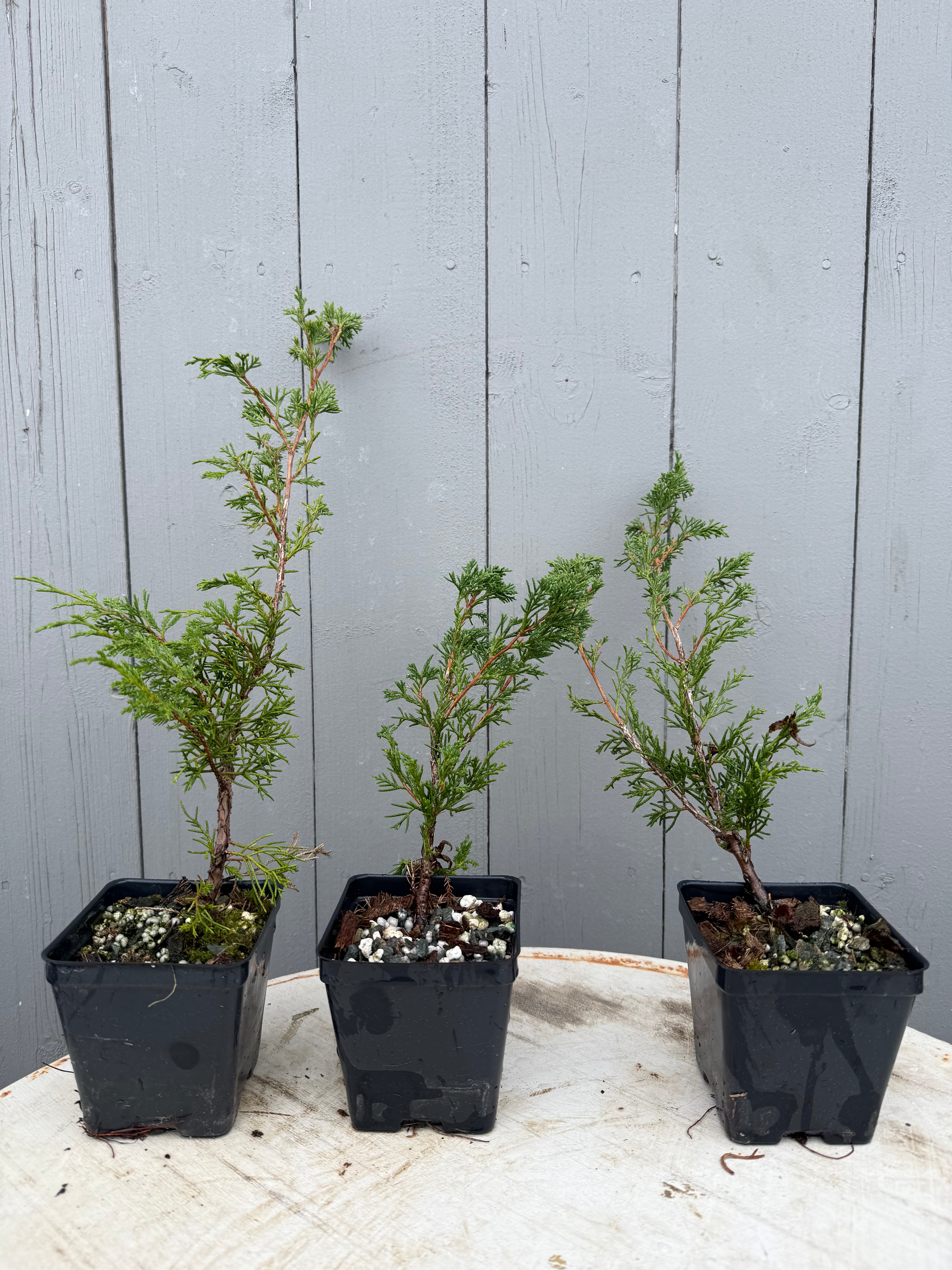 Juniperus chinensis Itoigawa