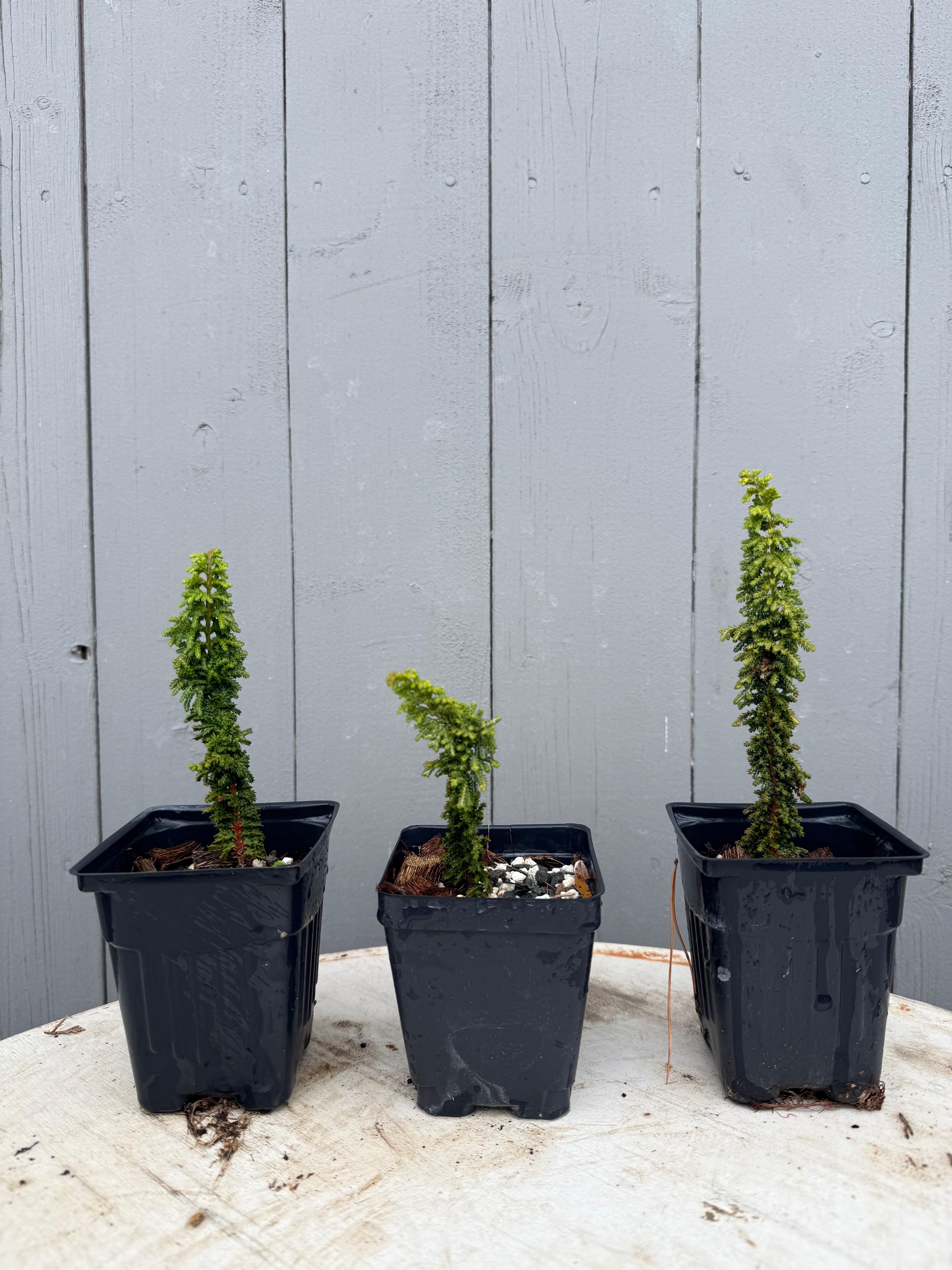 Chamaecyparis obtusa 'Sekka'