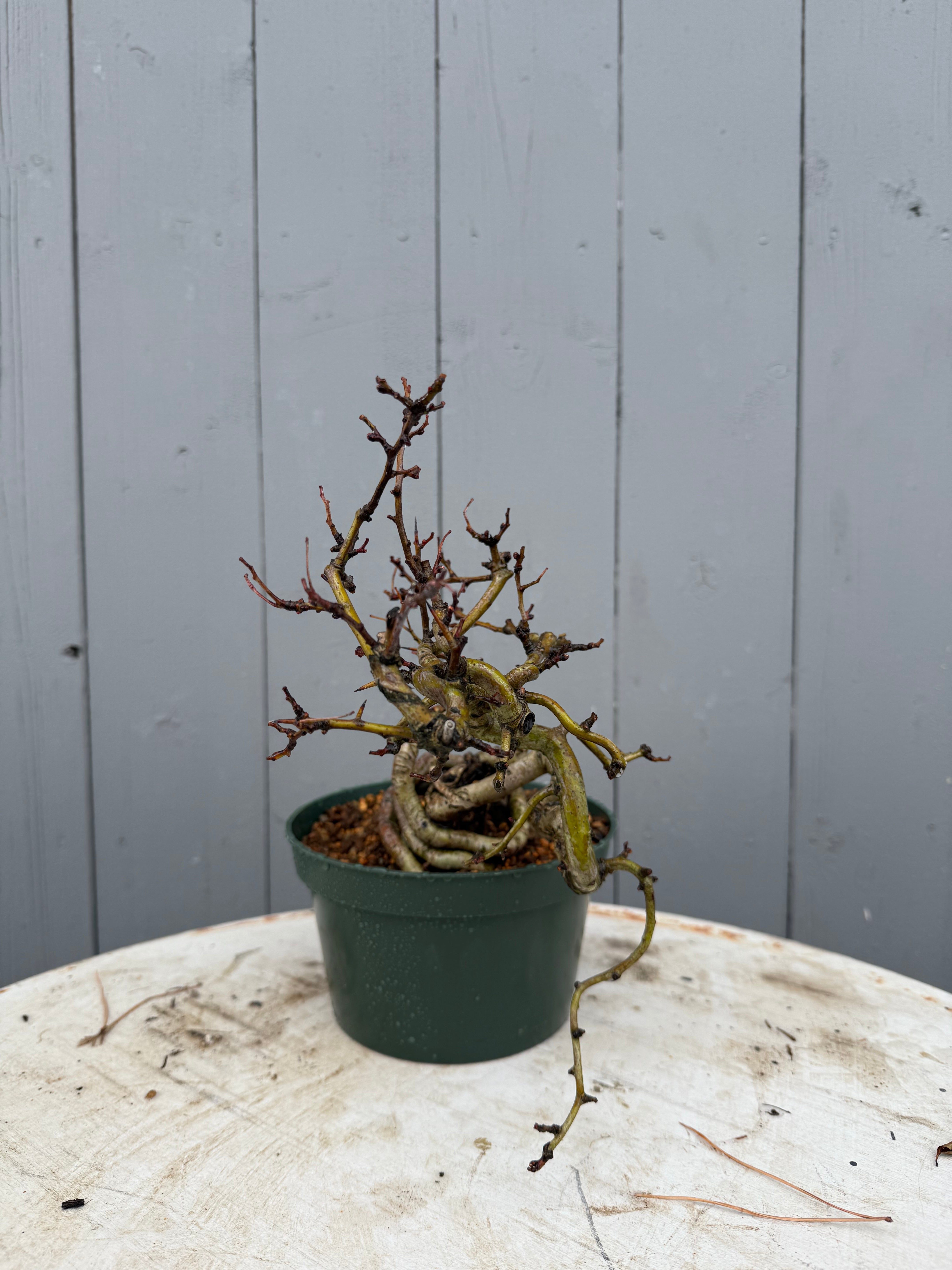 Crataegus cuneata 'Matsudaira'