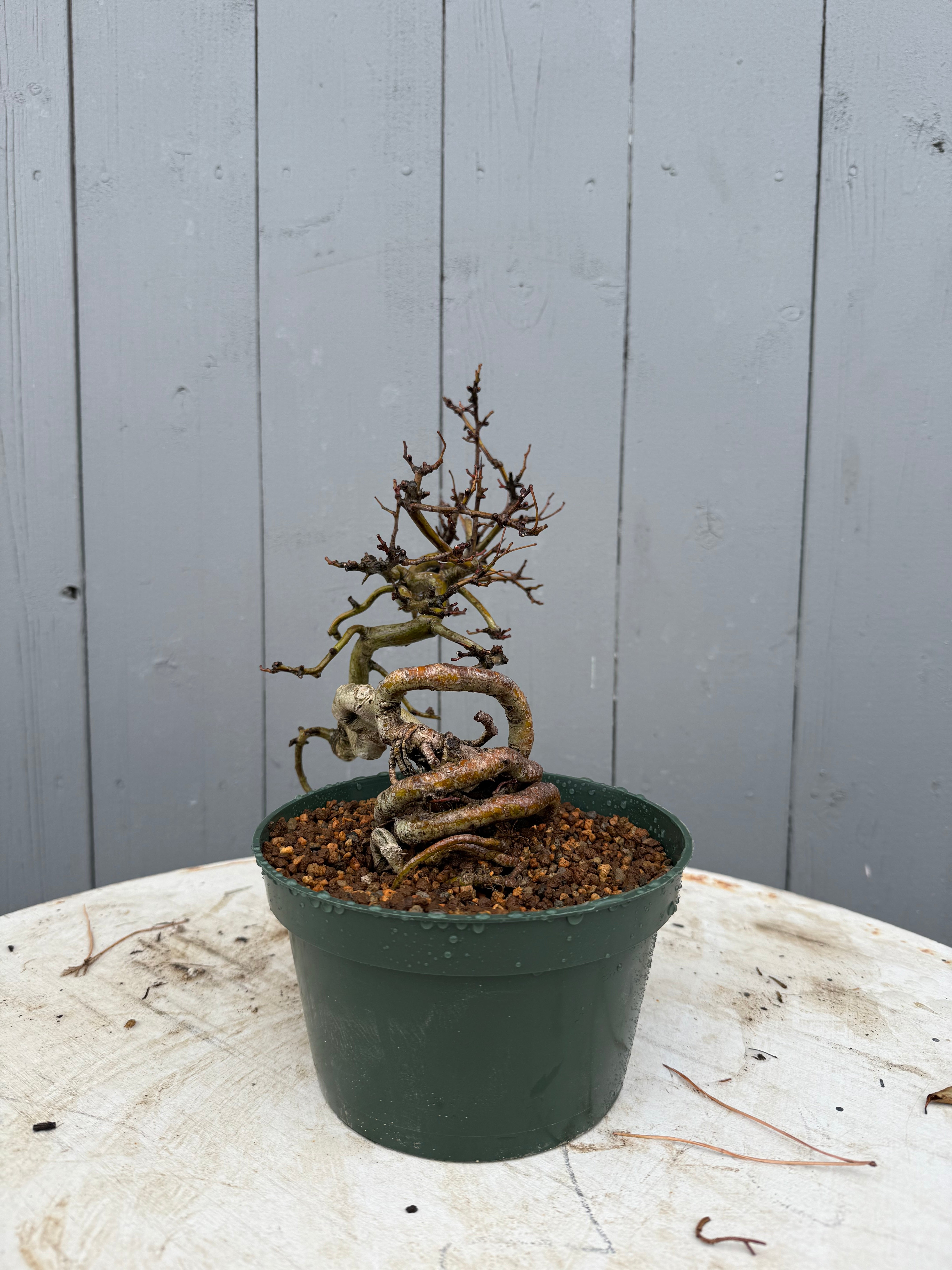 Crataegus cuneata 'Matsudaira'