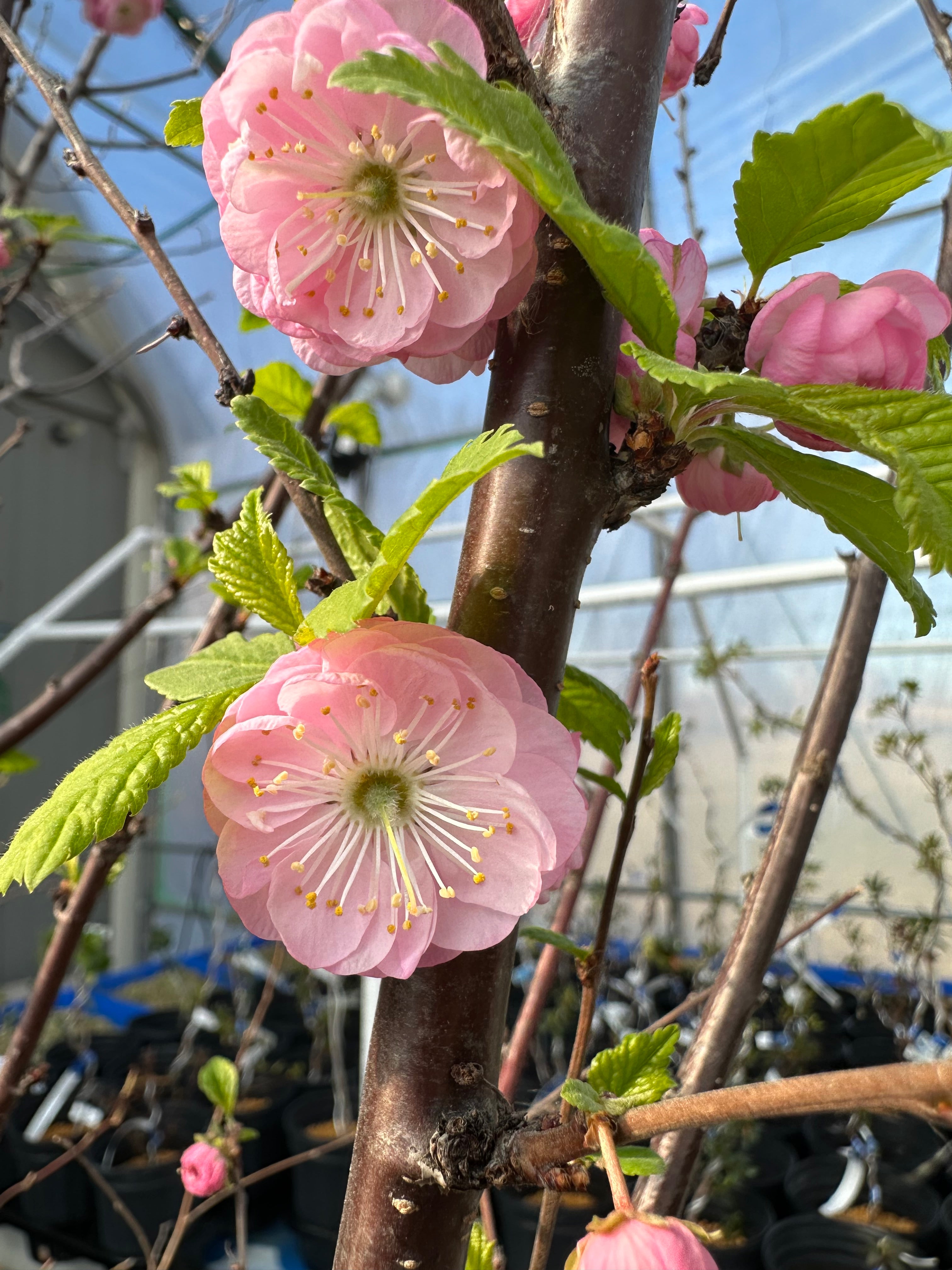 Prunus triloba 'multiplex'