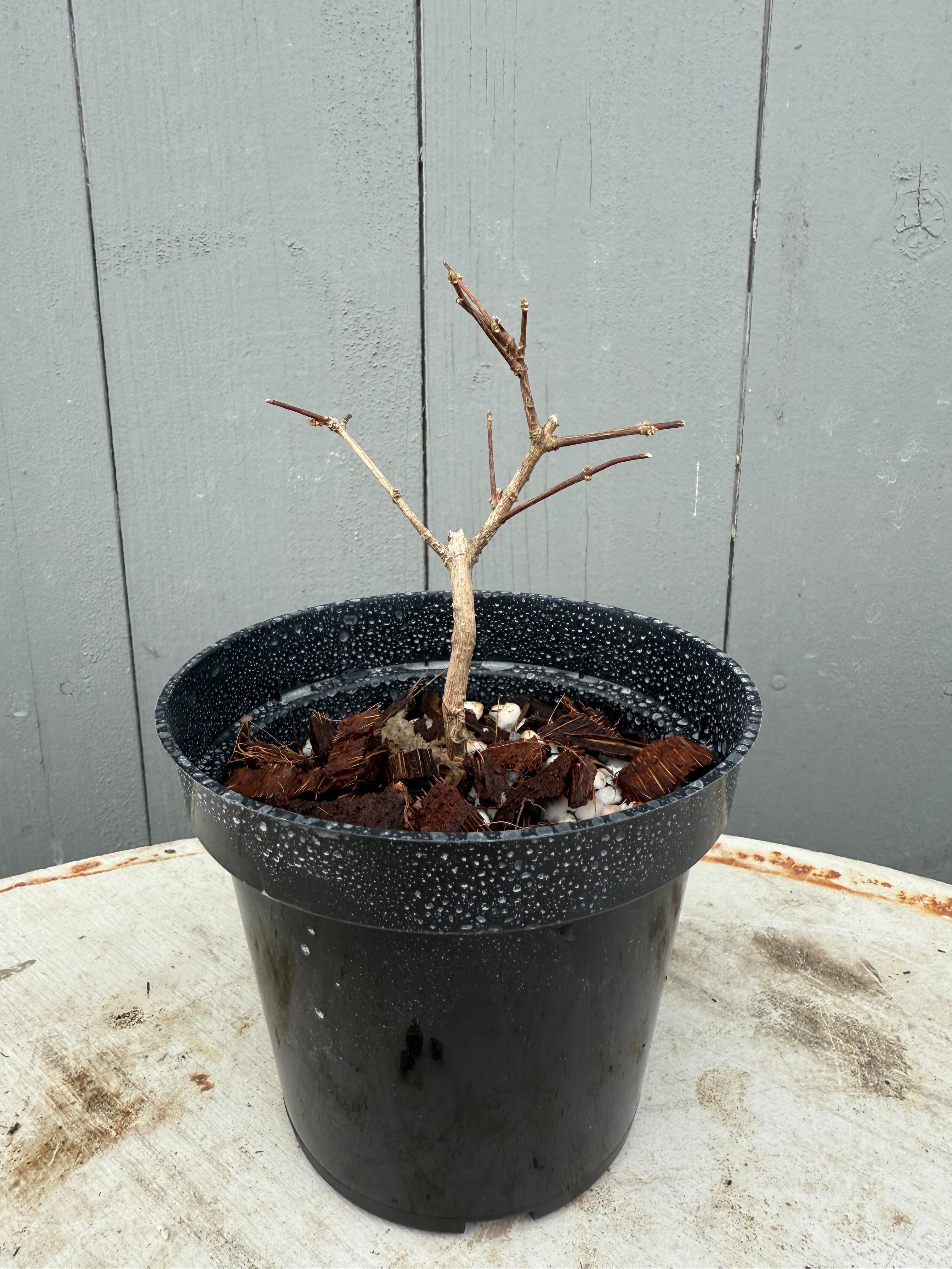 Styrax japonicus (Red)