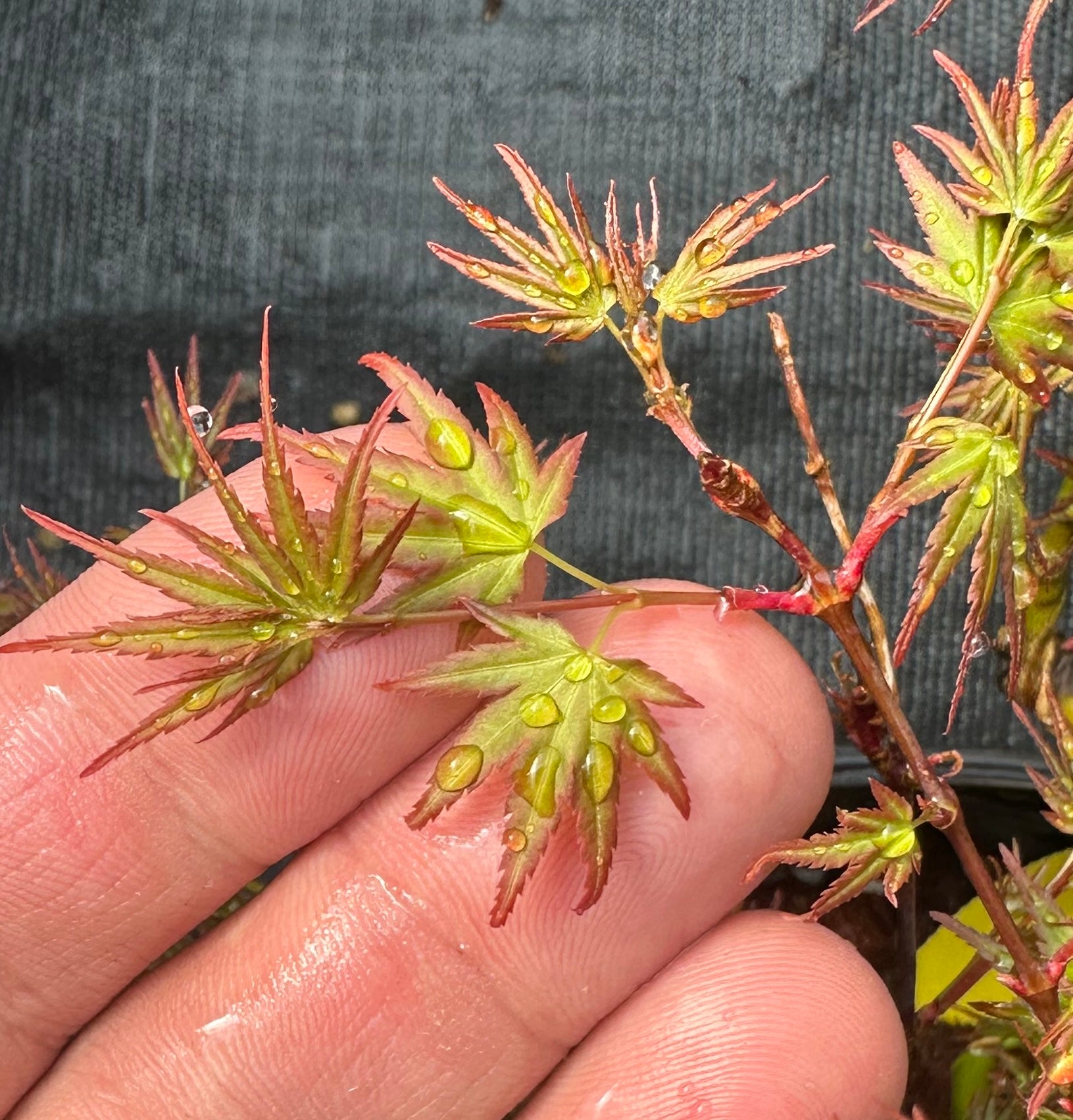 Acer palmatum 'Orihime'