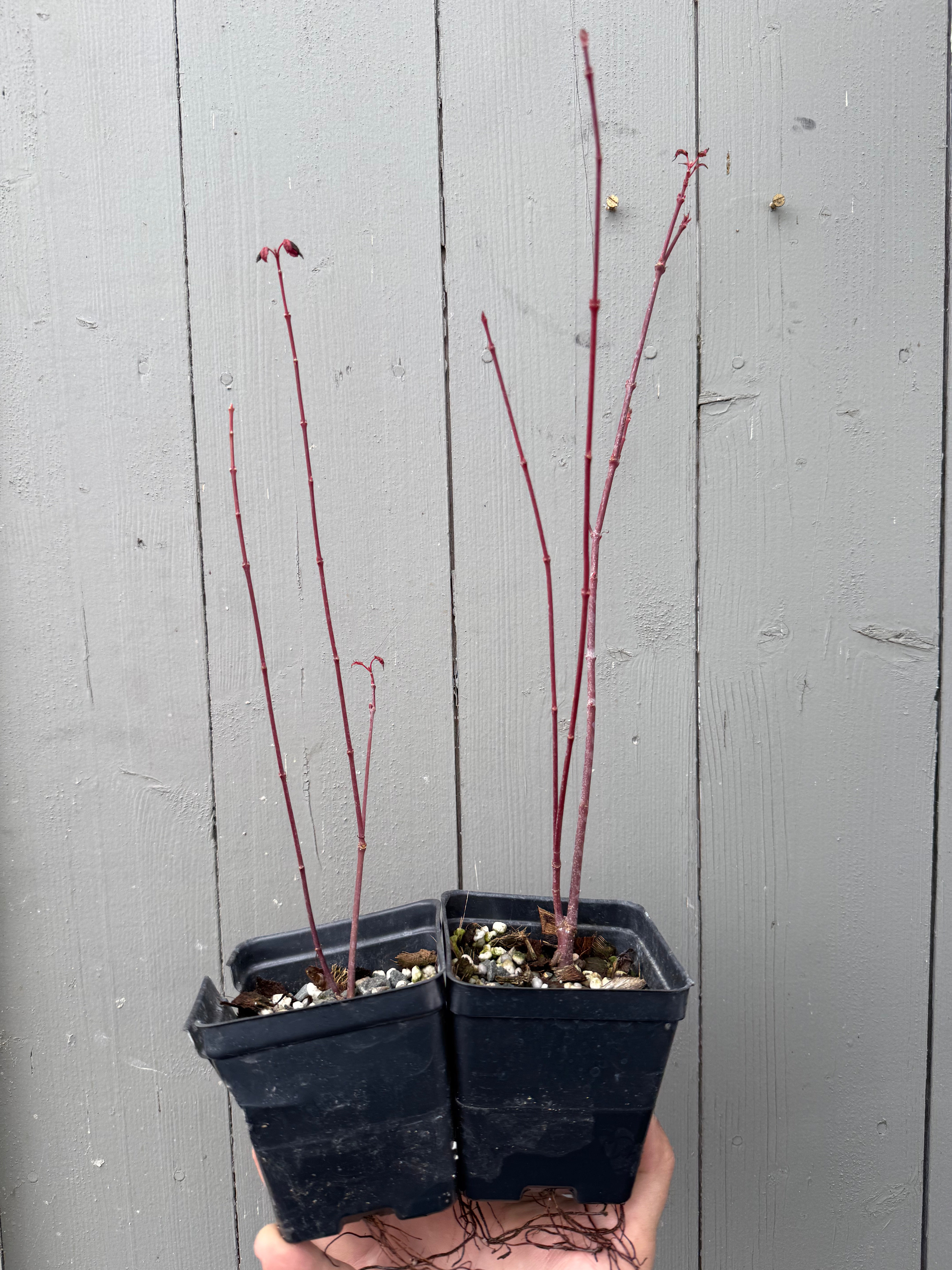 Acer palmatum 'Deshojo' (whips)