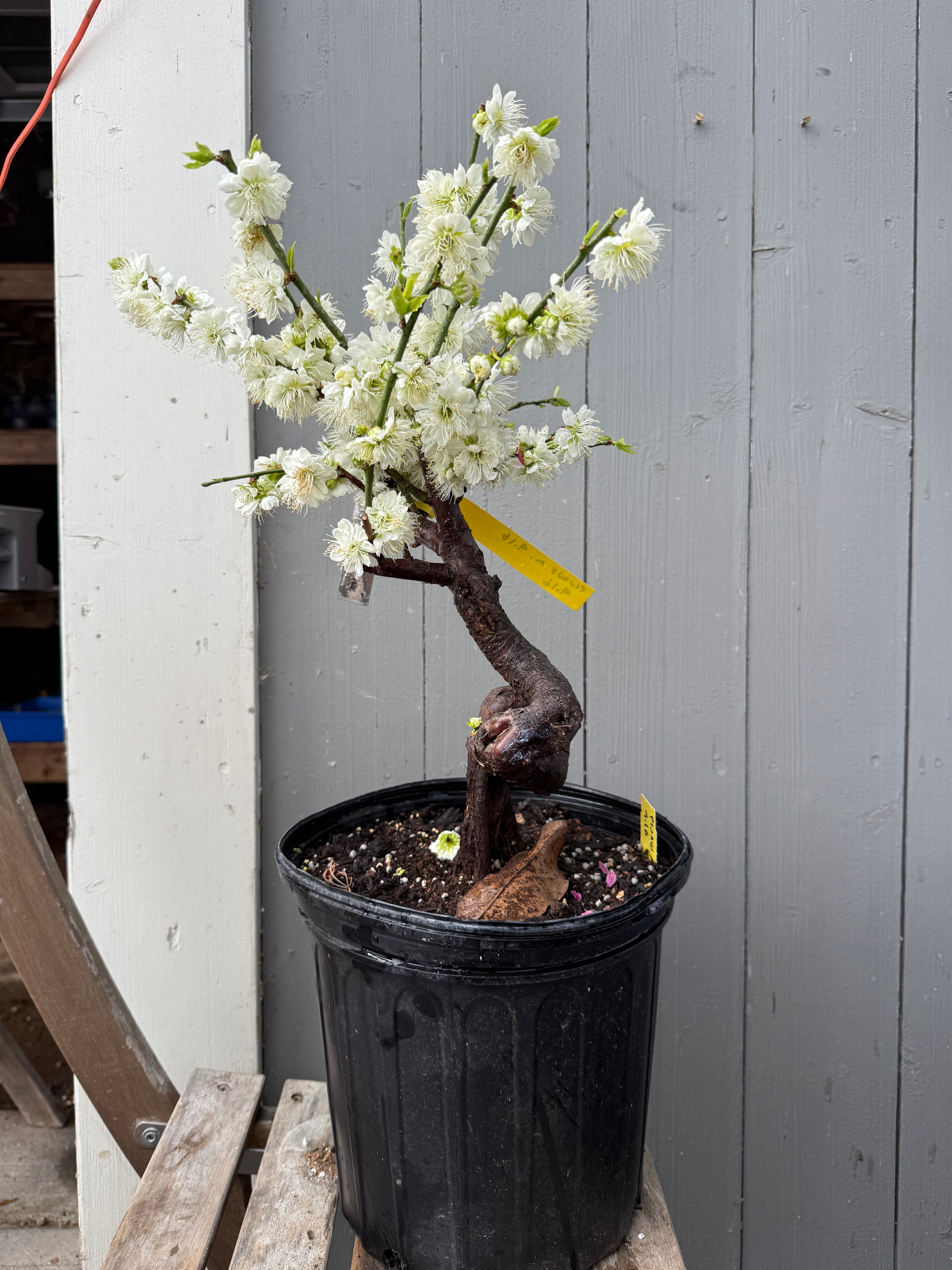 Prunus mume 'Nánjīng fùhuángxiāng'