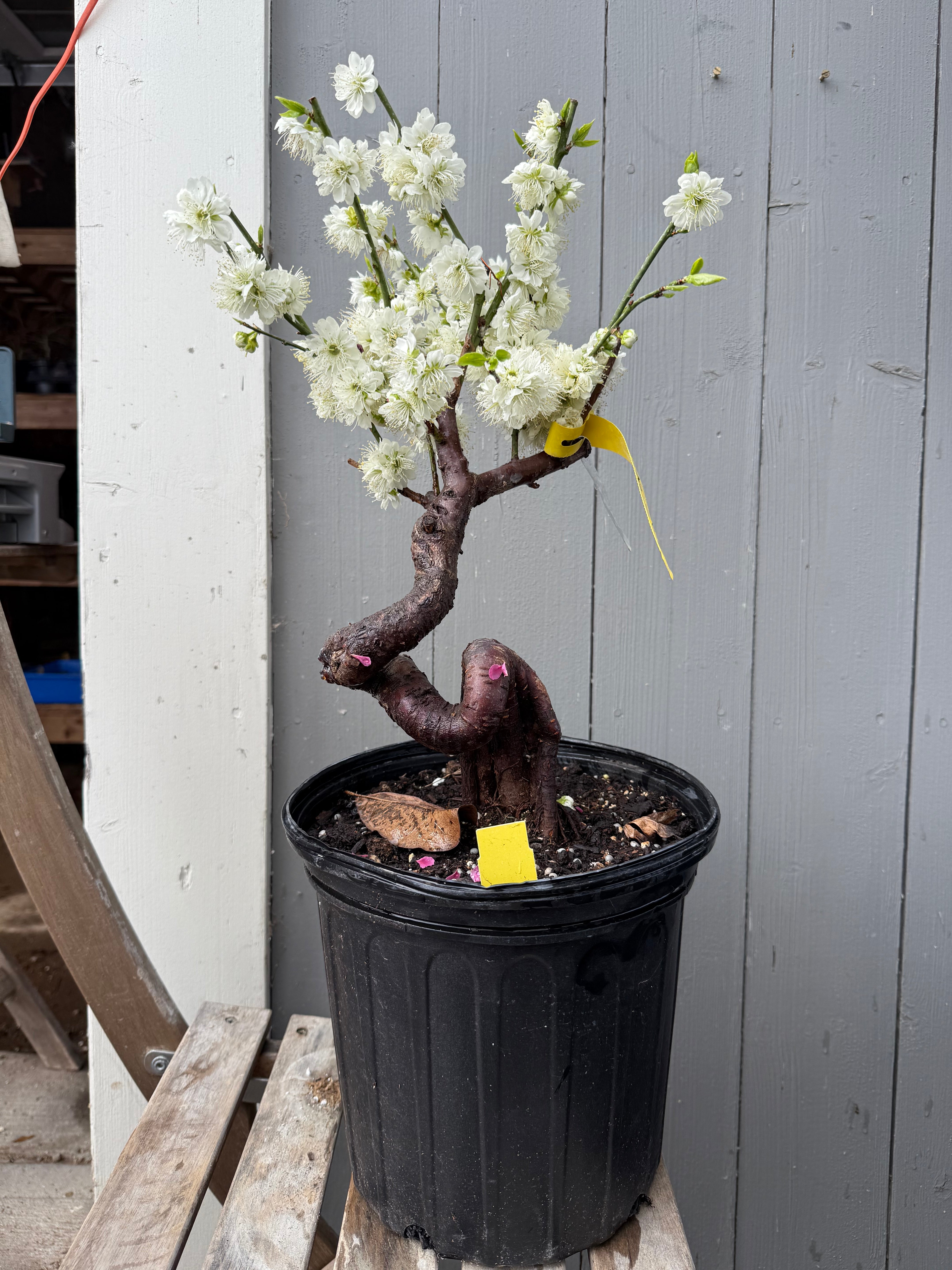 Prunus mume 'Nánjīng fùhuángxiāng'