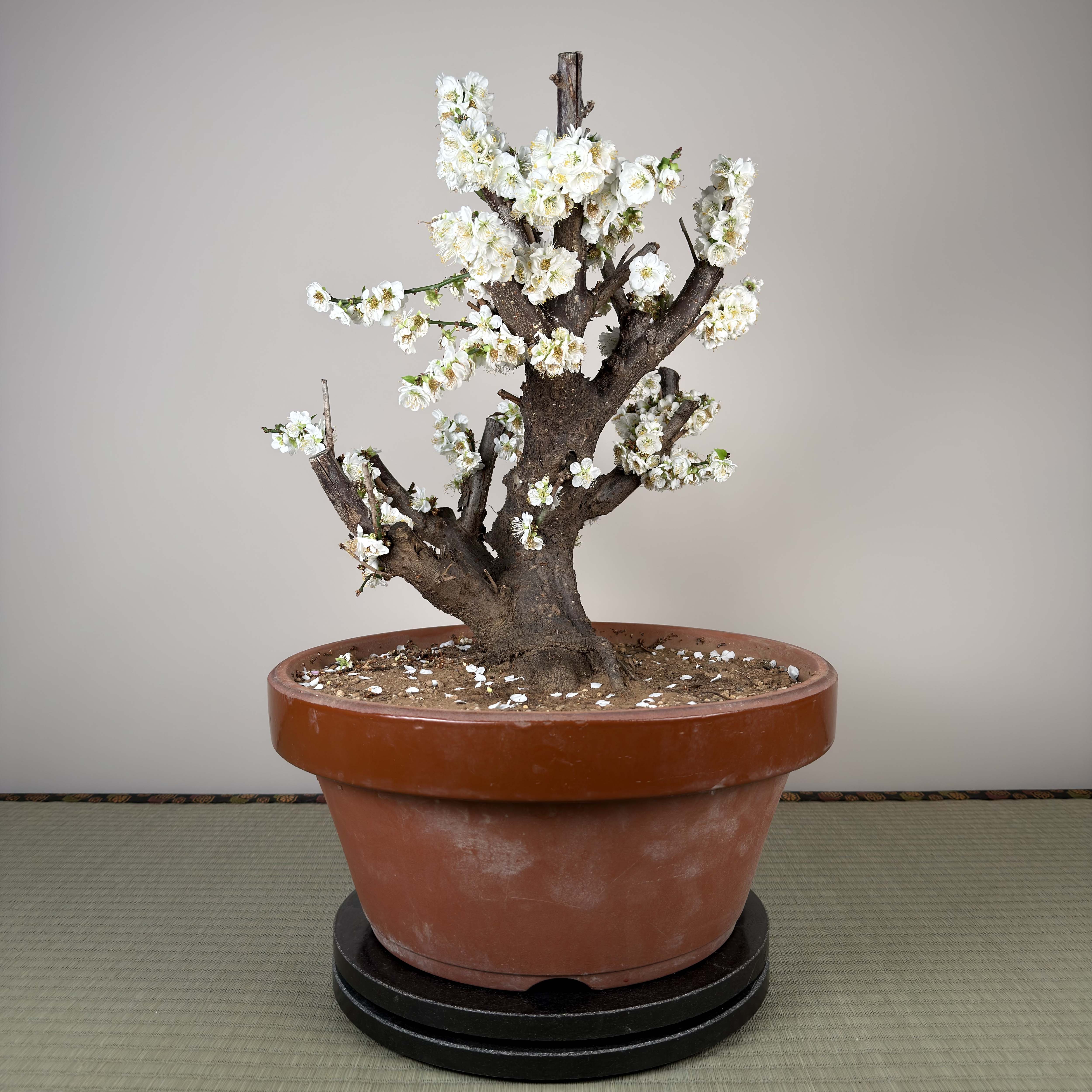 Prunus mume 'Ryokugaku'