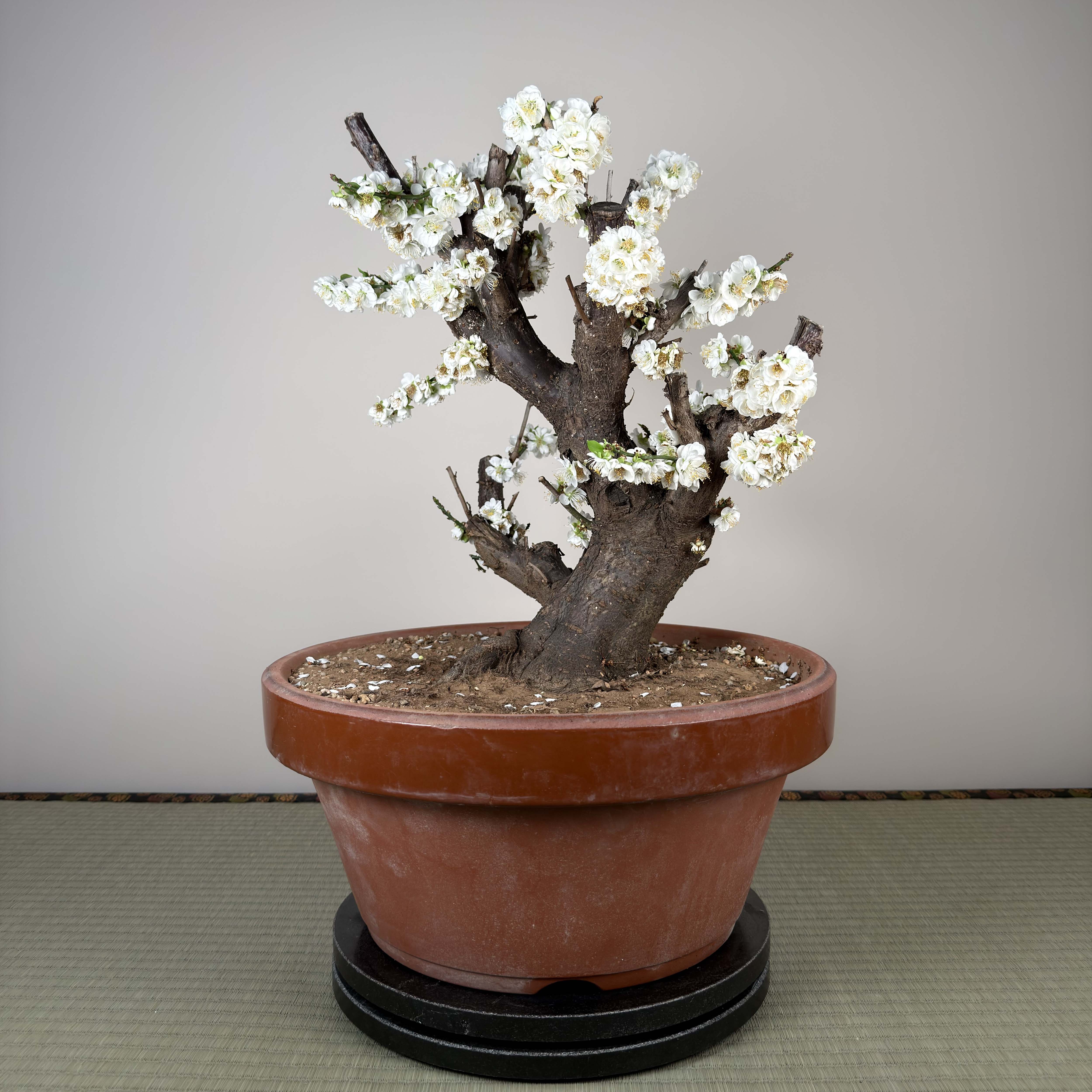 Prunus mume 'Ryokugaku'