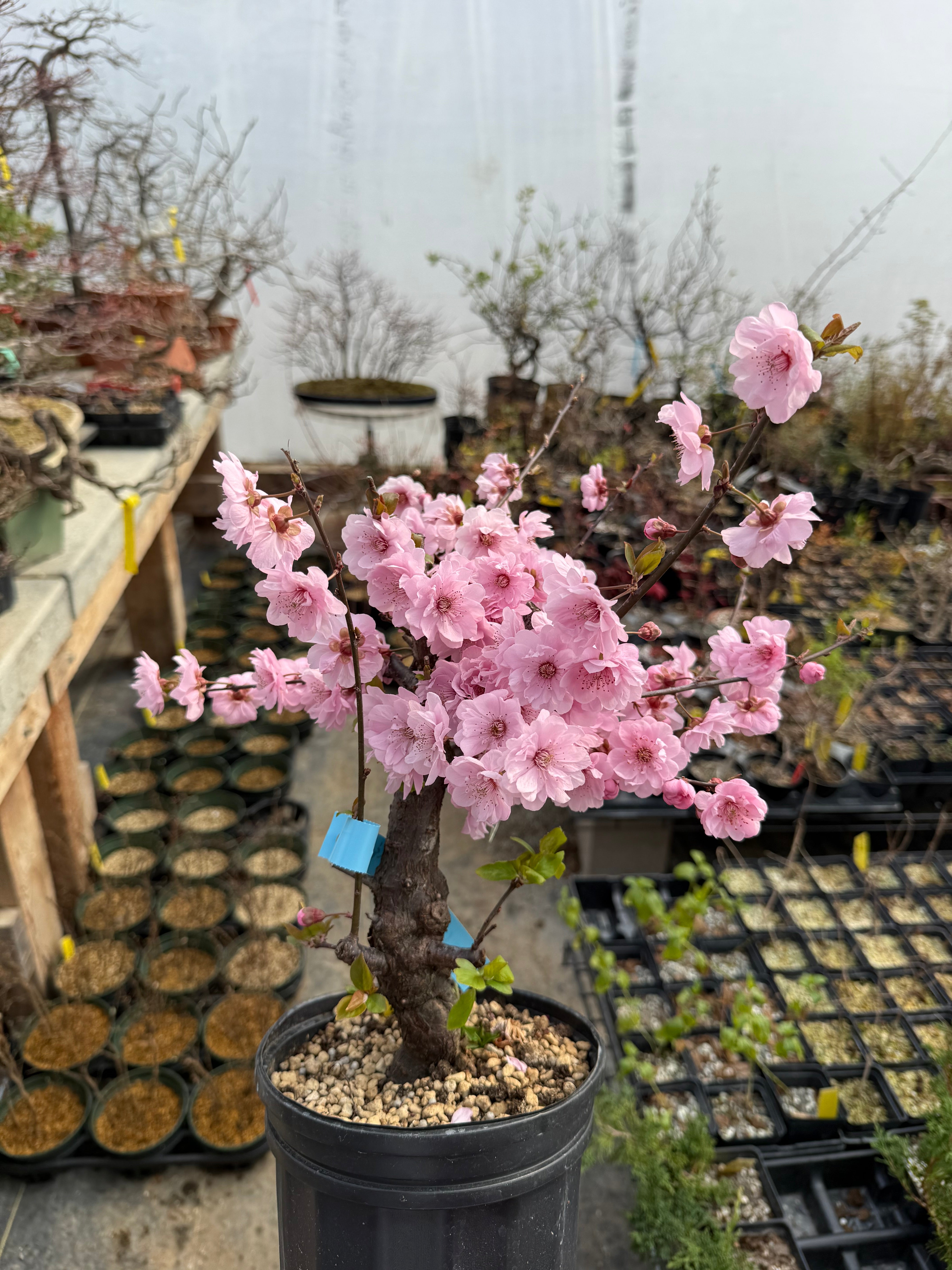 Prunus mume 'Měirén méi'
