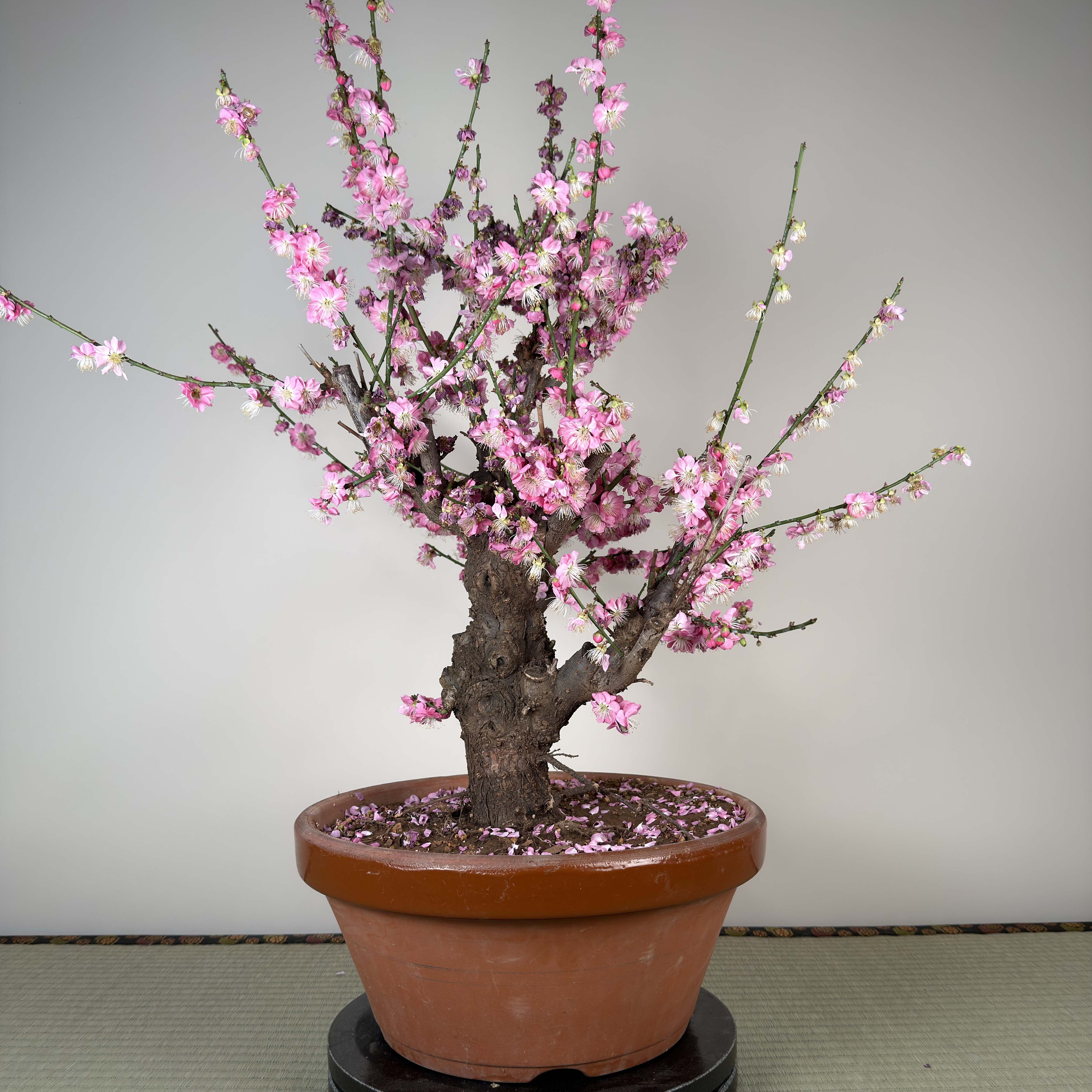 Glycine floribunda