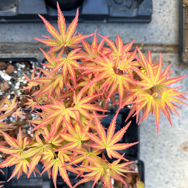 Acer palmatum 'Seigen' (2026)