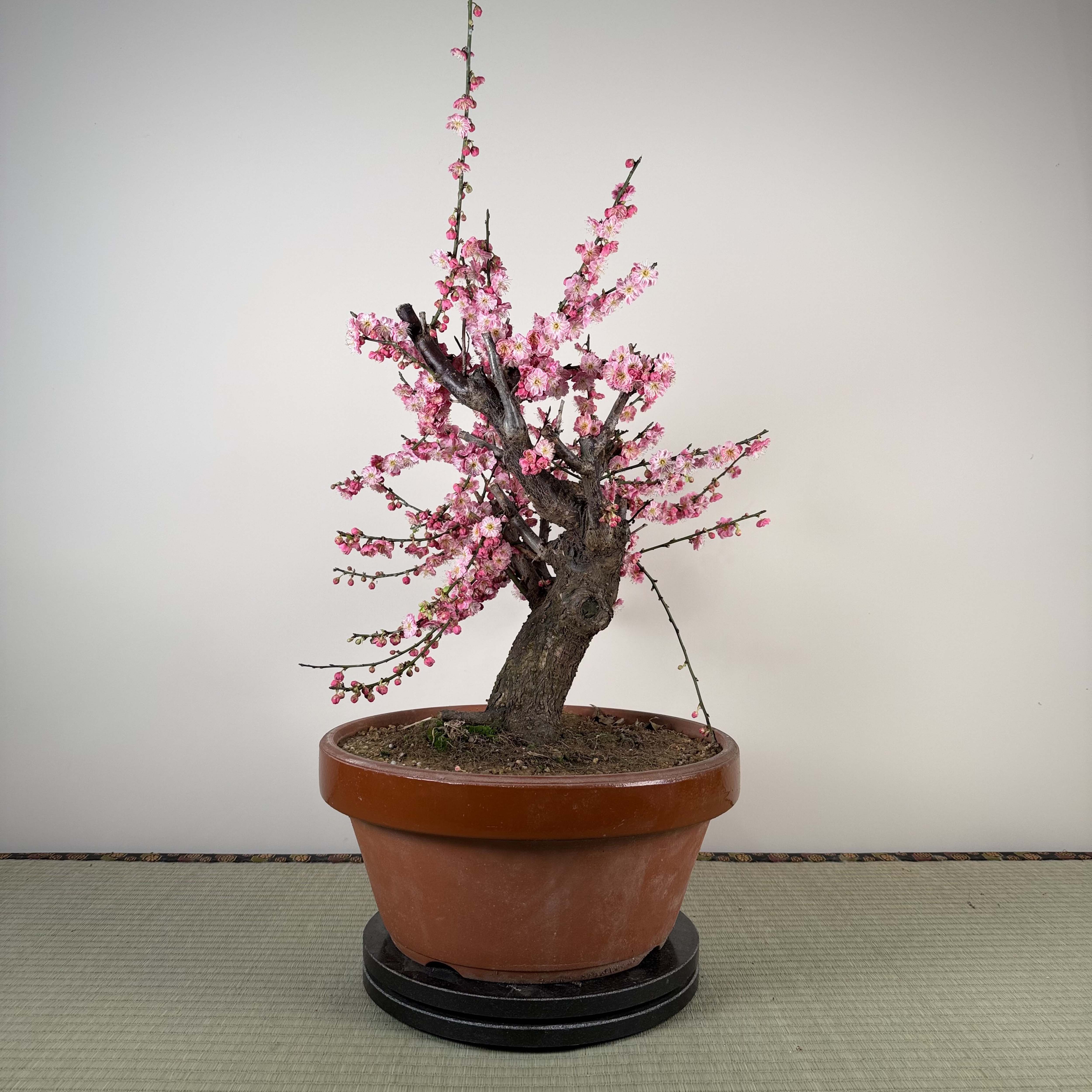 Prunus mume 'Gǔ lǐ hóng'