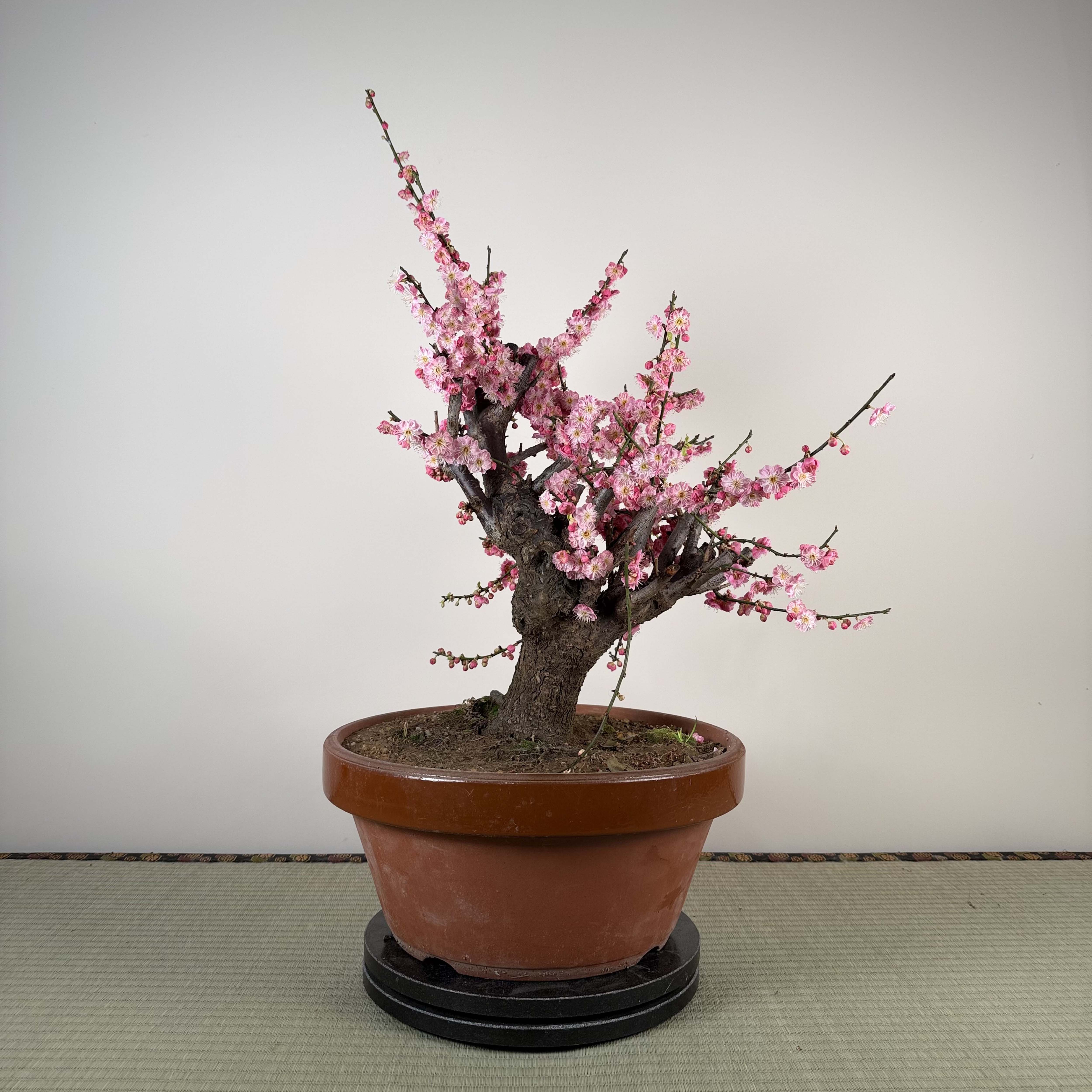 Prunus mume 'Gǔ lǐ hóng'