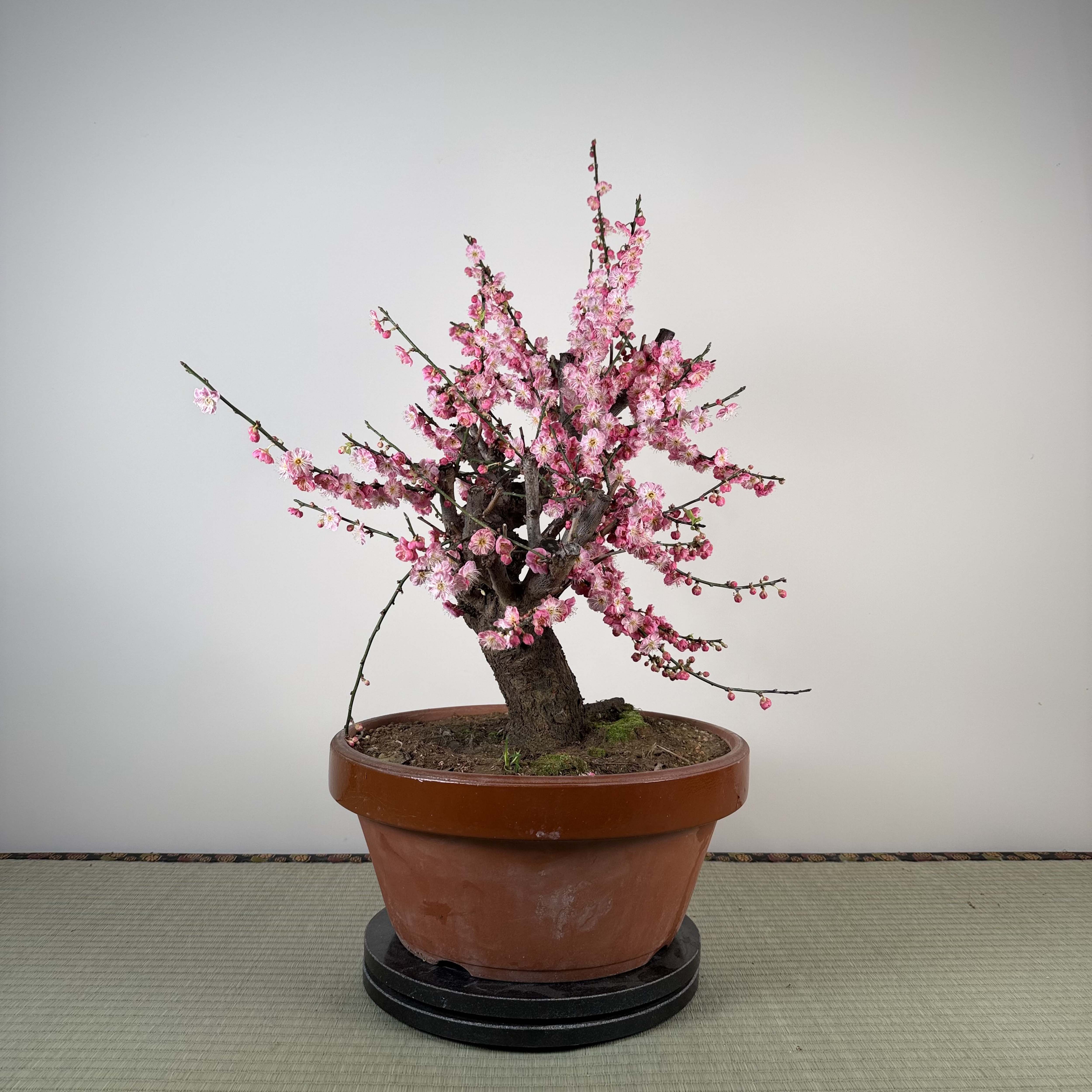 Prunus mume 'Gǔ lǐ hóng'