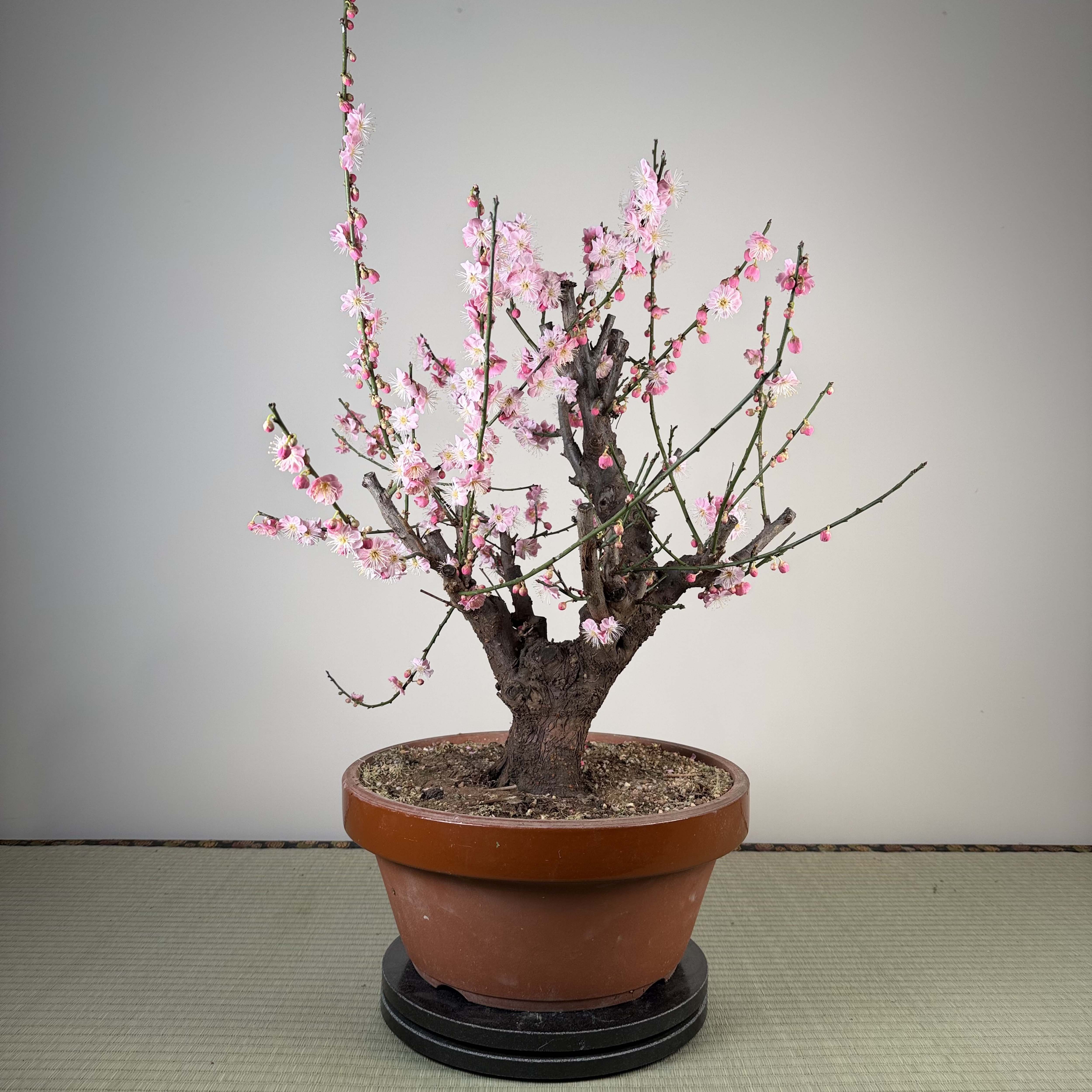 Prunus mume 'Gǔ lǐ hóng'