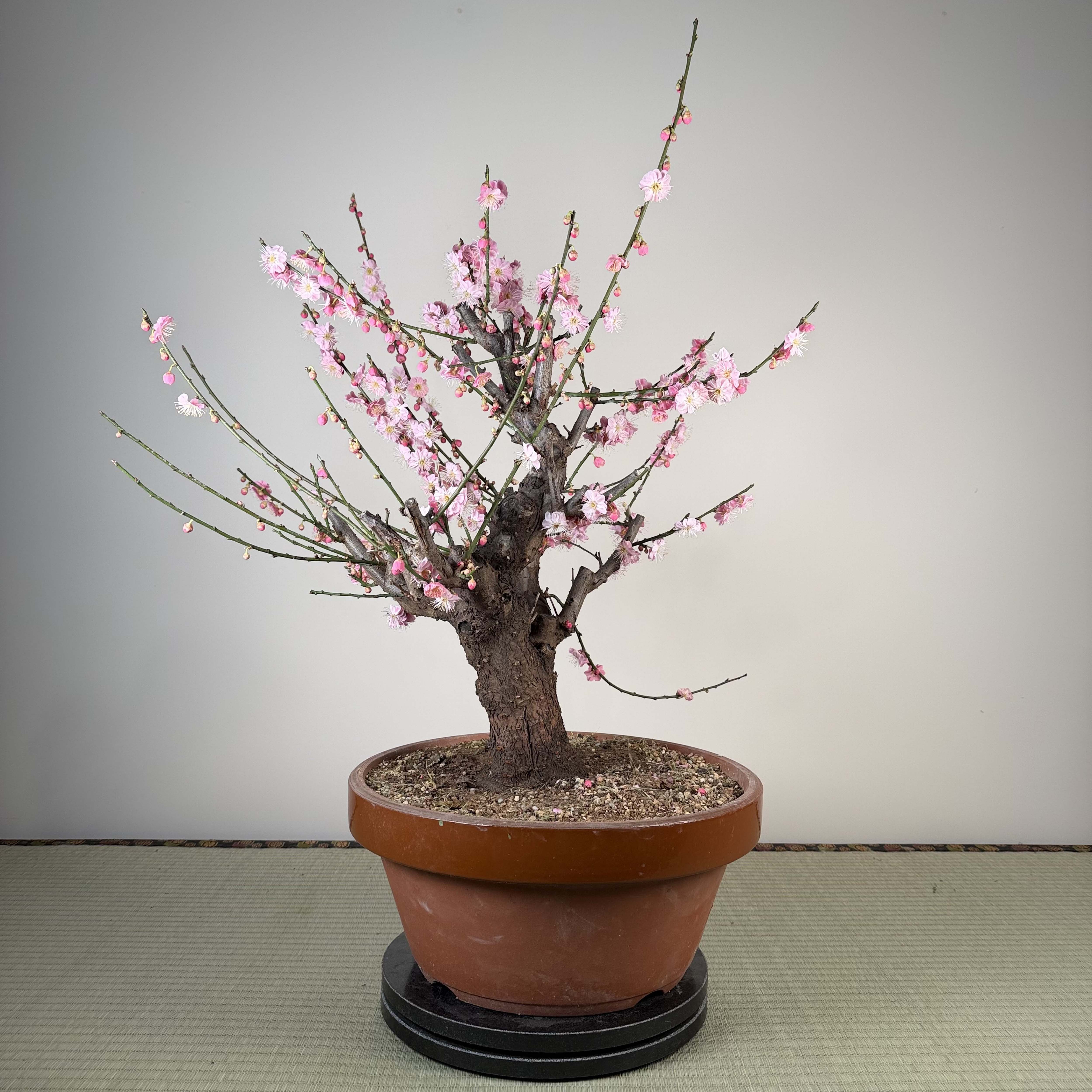 Prunus mume 'Gǔ lǐ hóng'
