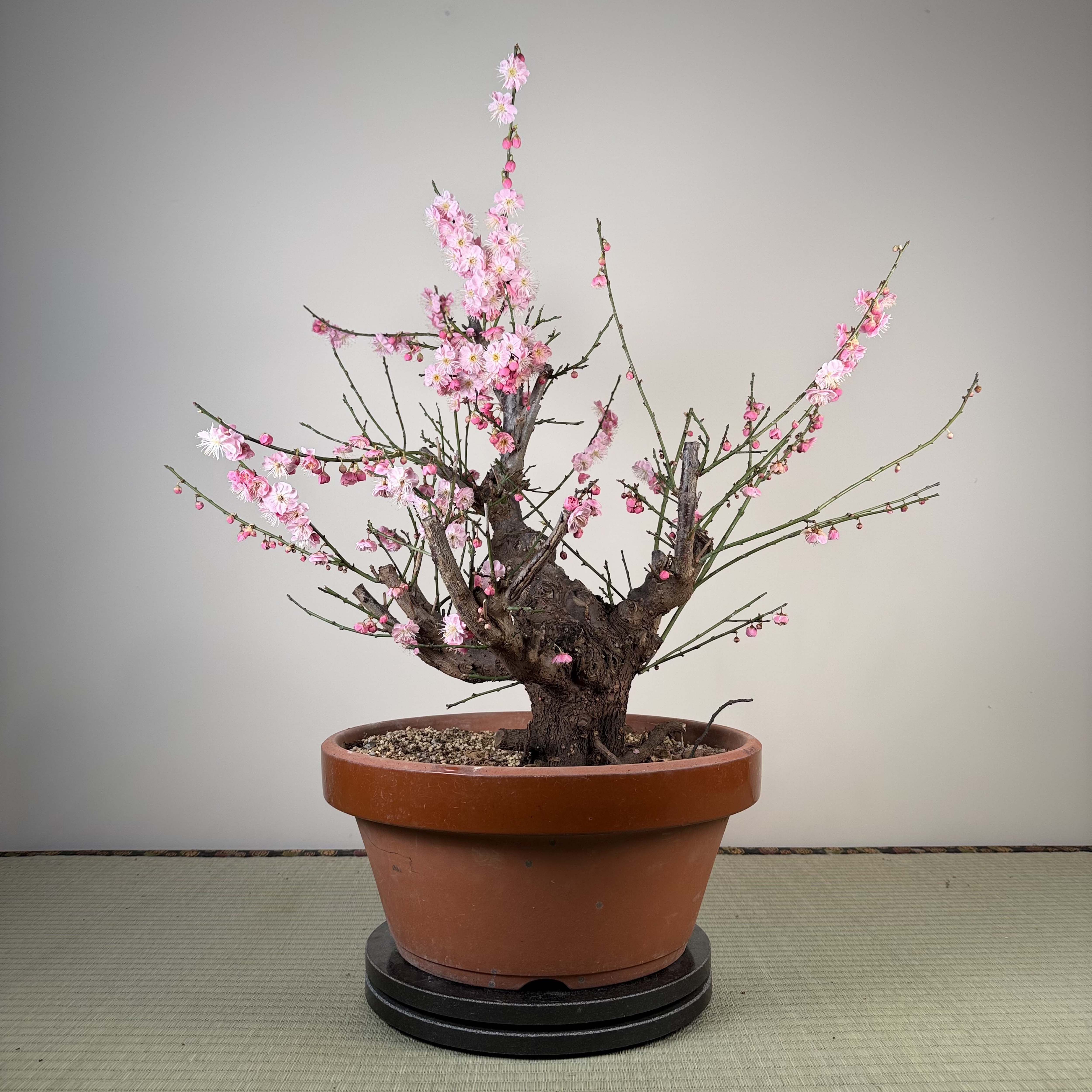 Prunus mume 'Gǔ lǐ hóng'