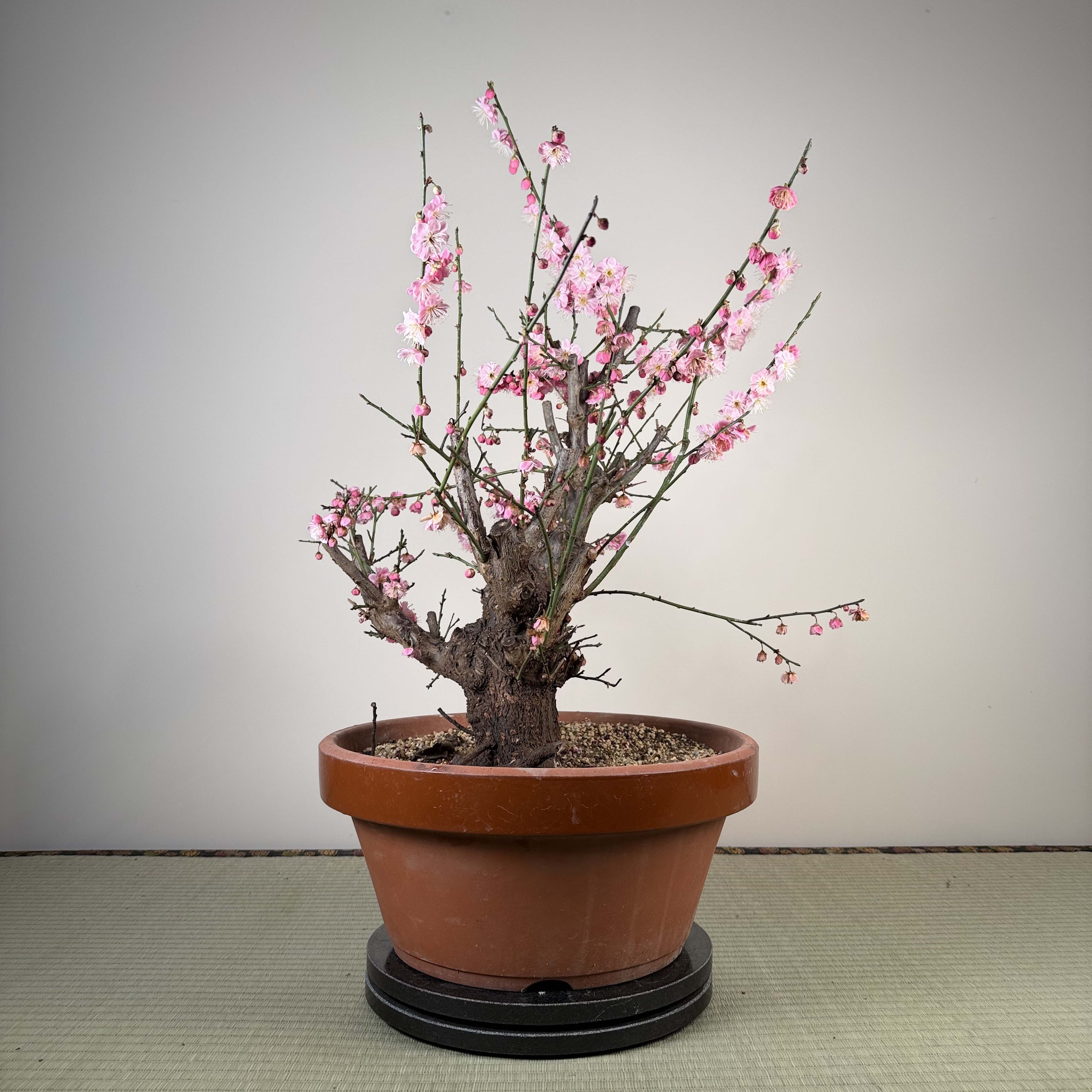 Prunus mume 'Gǔ lǐ hóng'
