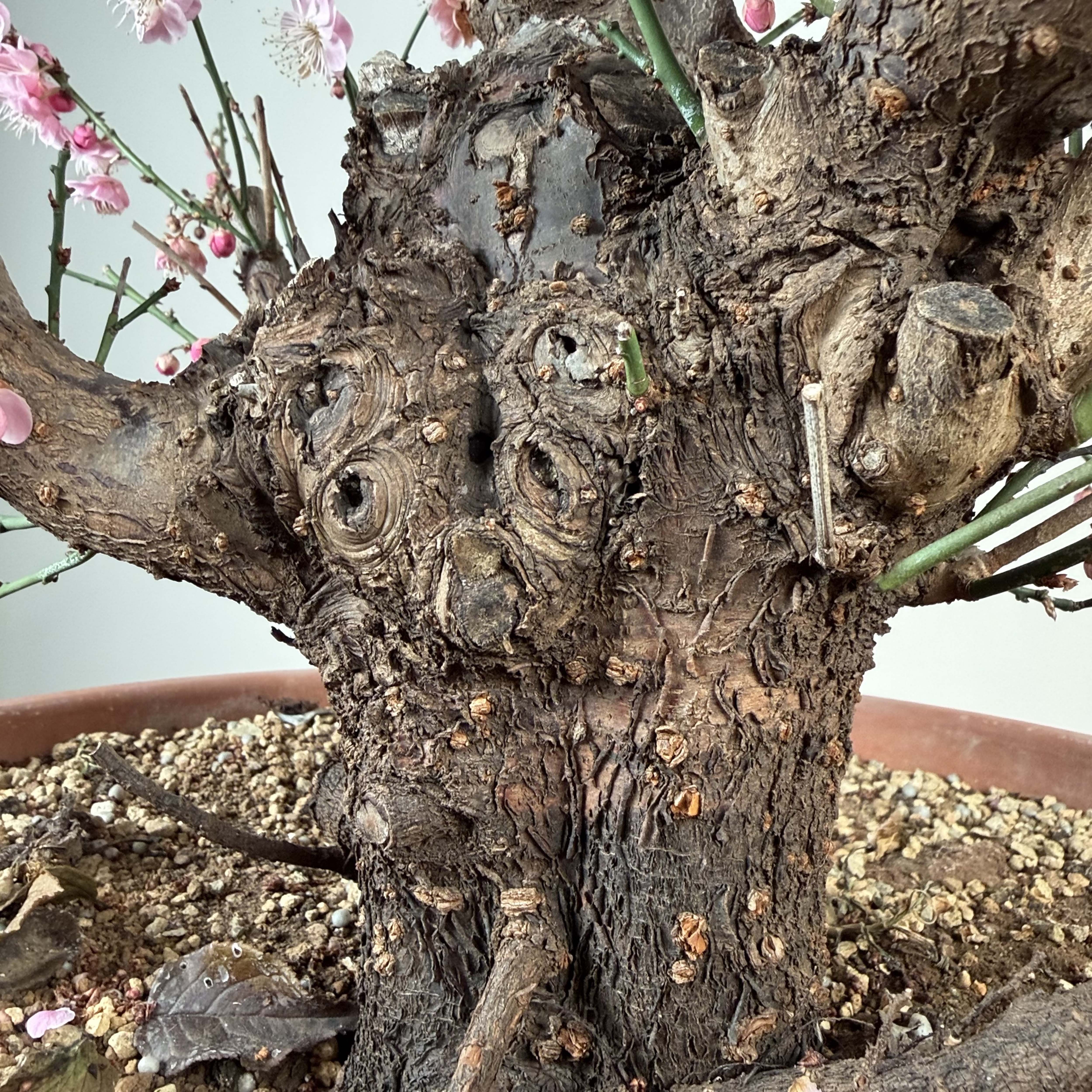Prunus mume 'Gǔ lǐ hóng'