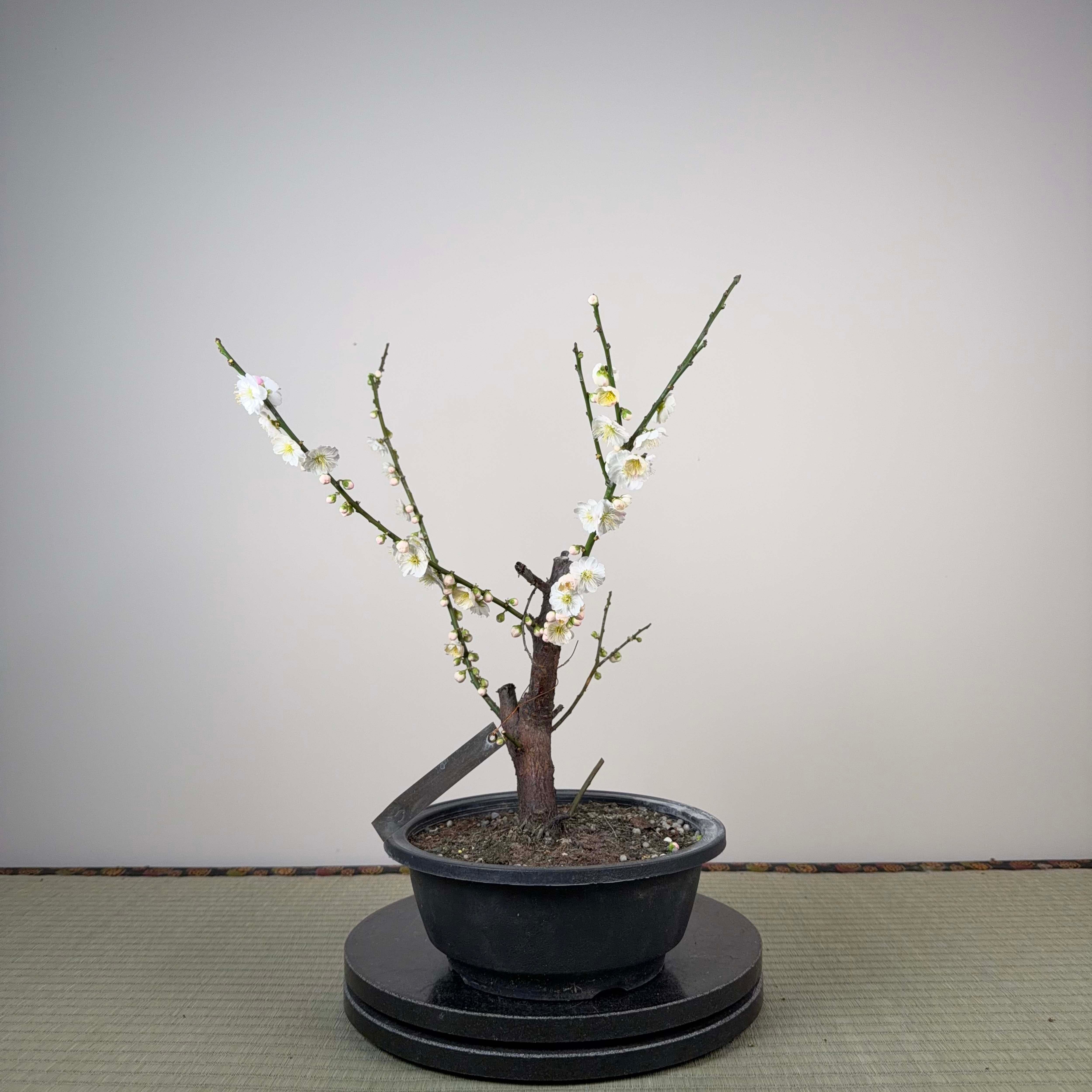Prunus mume 'Sujiri Kasugano'