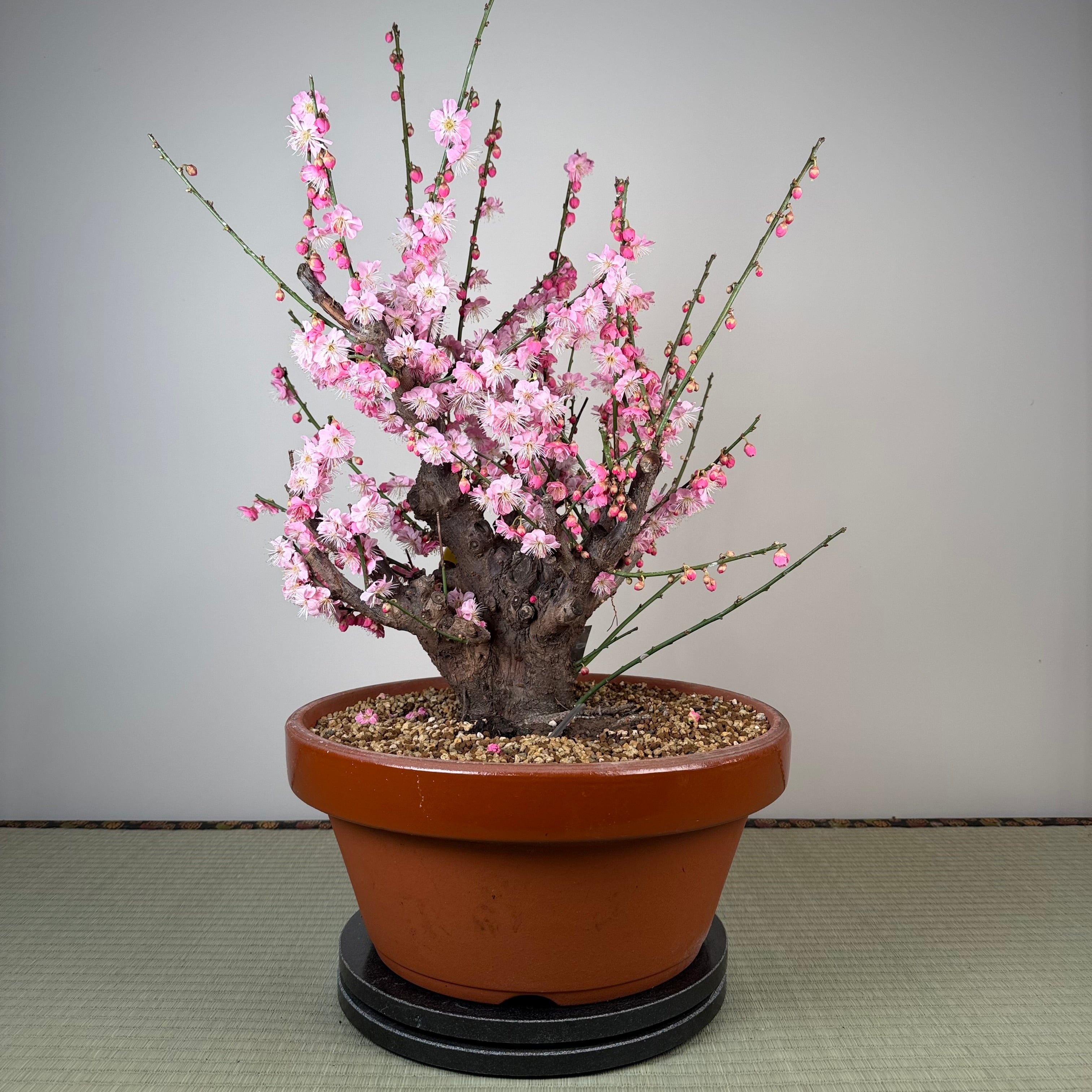 Prunus mume 'Gǔ lǐ hóng'