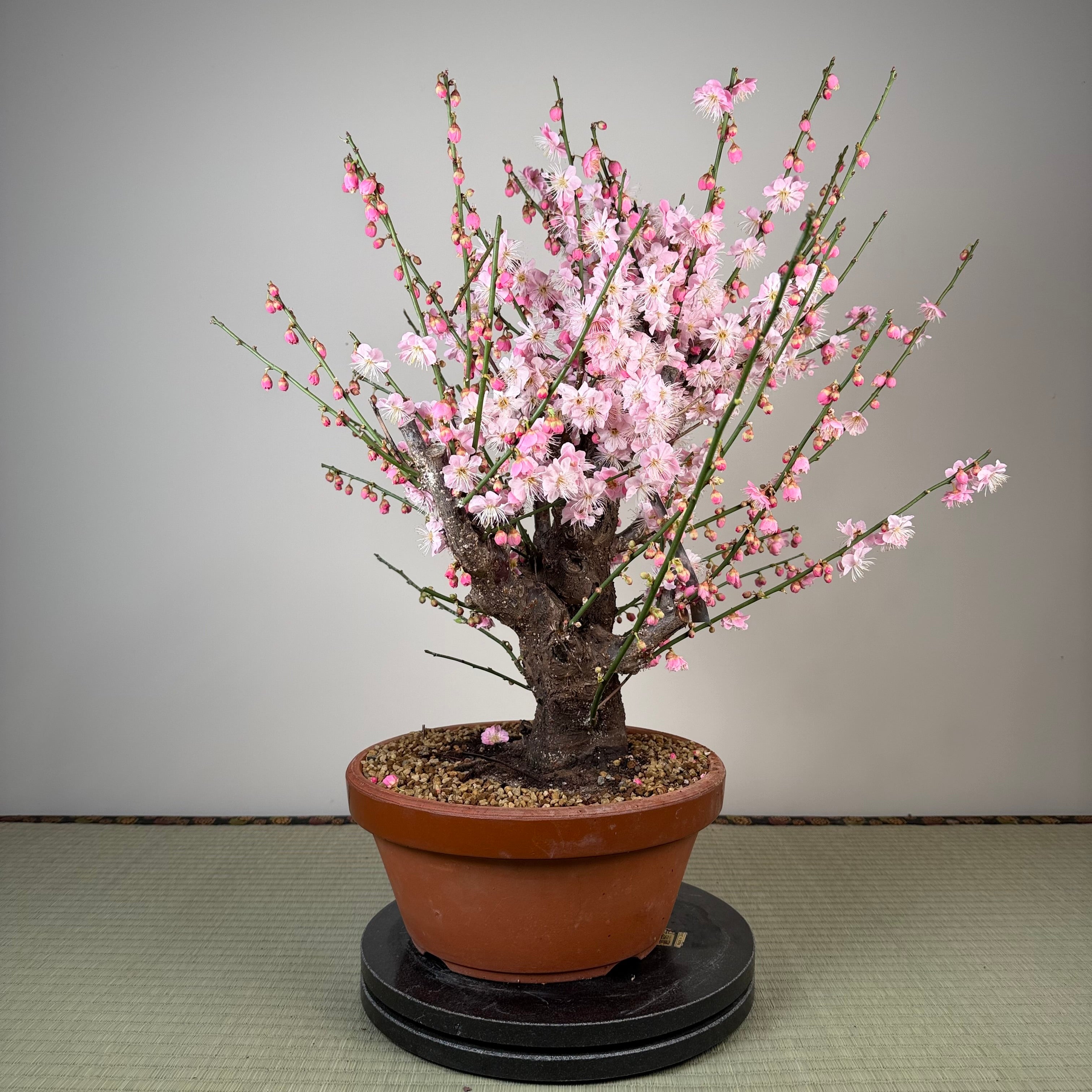Prunus mume 'Gǔ lǐ hóng'