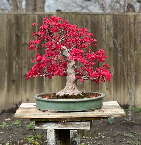 Acer palmatum #2